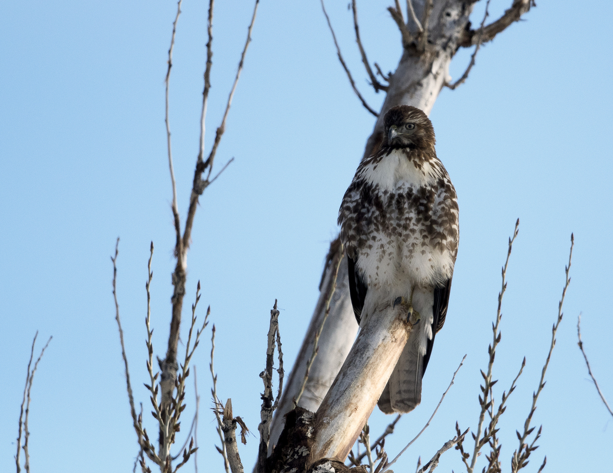 Nikon D500 sample photo. Bear river migratory bird refuge photography