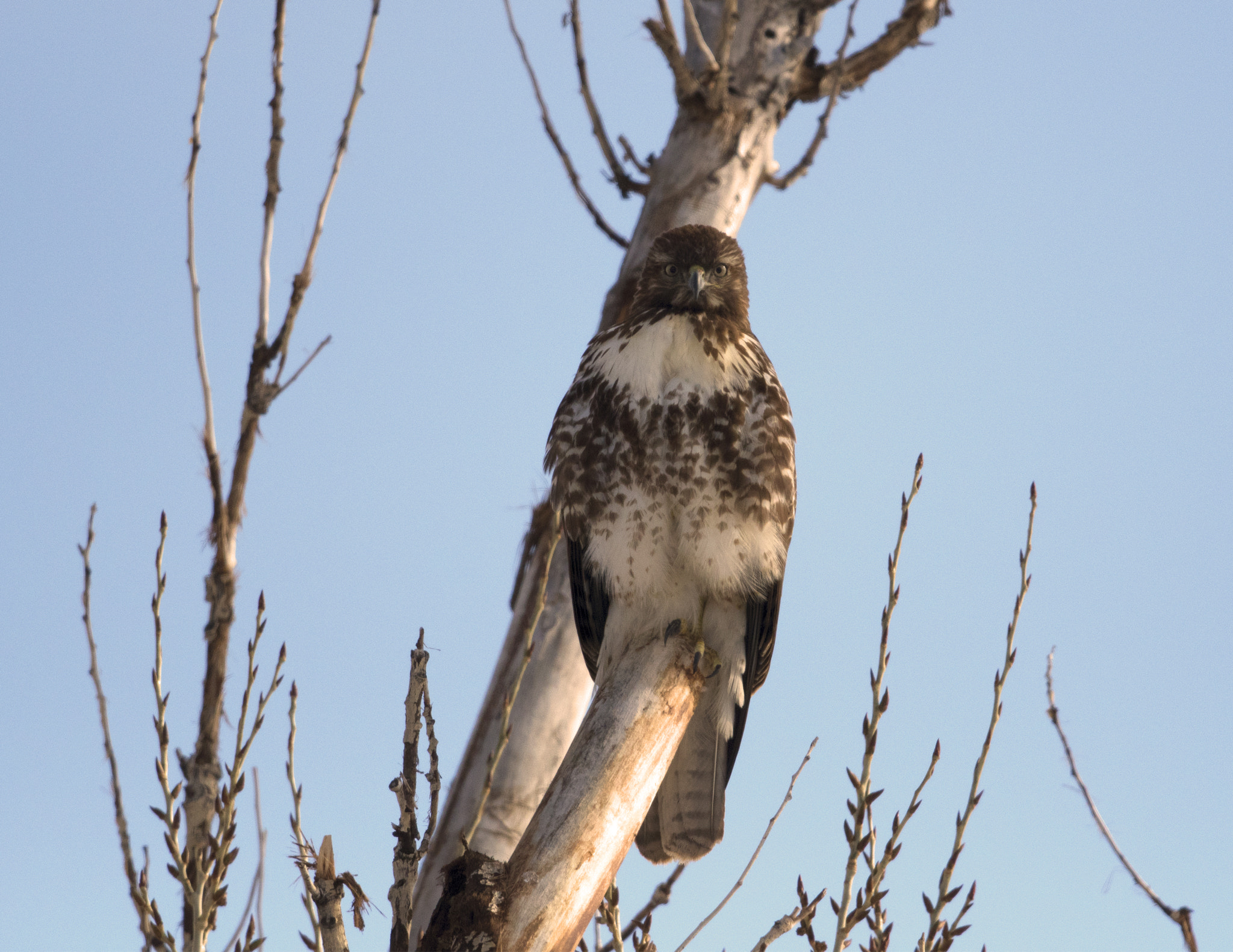 Nikon D500 + Nikon AF-S Nikkor 800mm F5.6E FL ED VR sample photo. Bear river migratory bird refuge photography