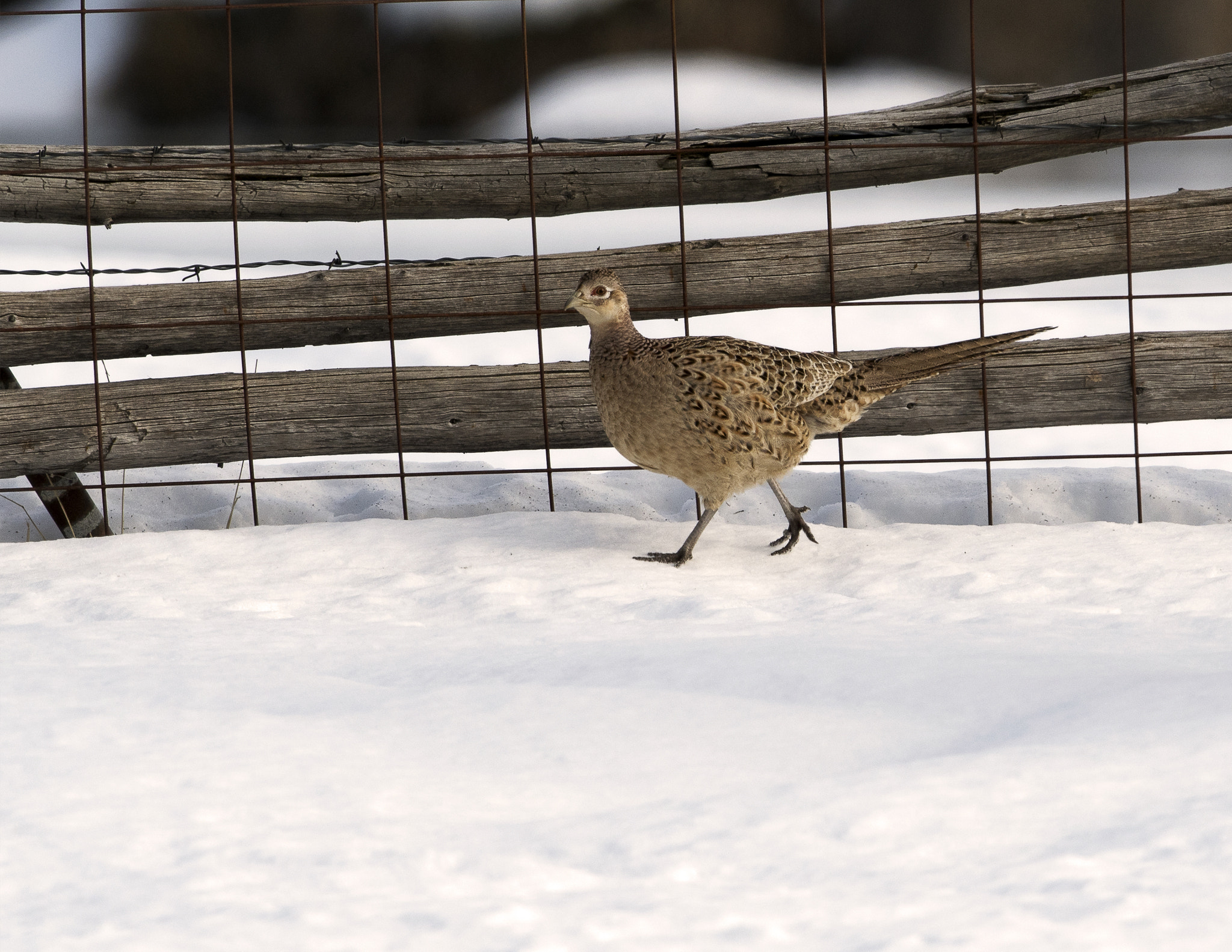 Nikon D500 sample photo. Bear river migratory bird refuge photography