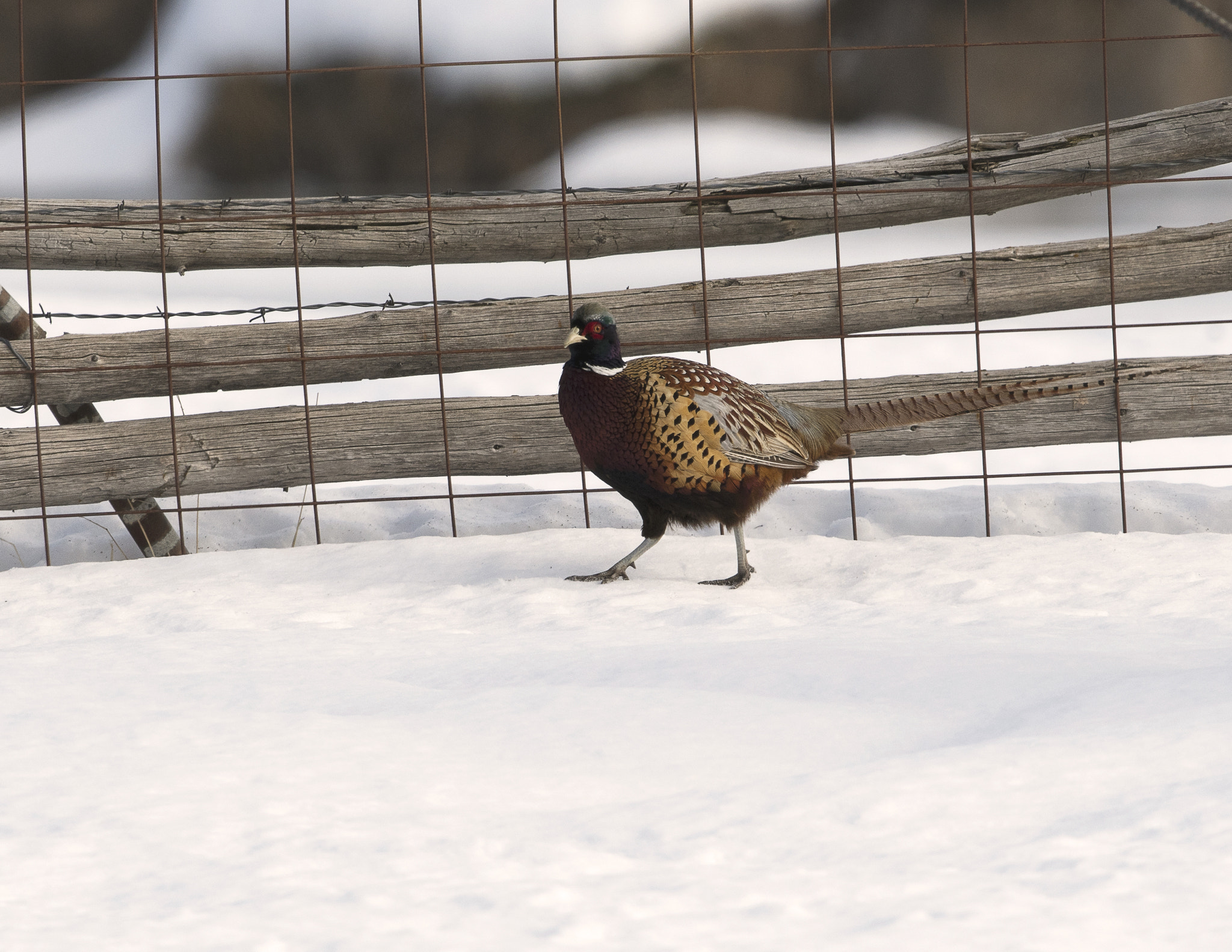 Nikon D500 sample photo. Bear river migratory bird refuge photography