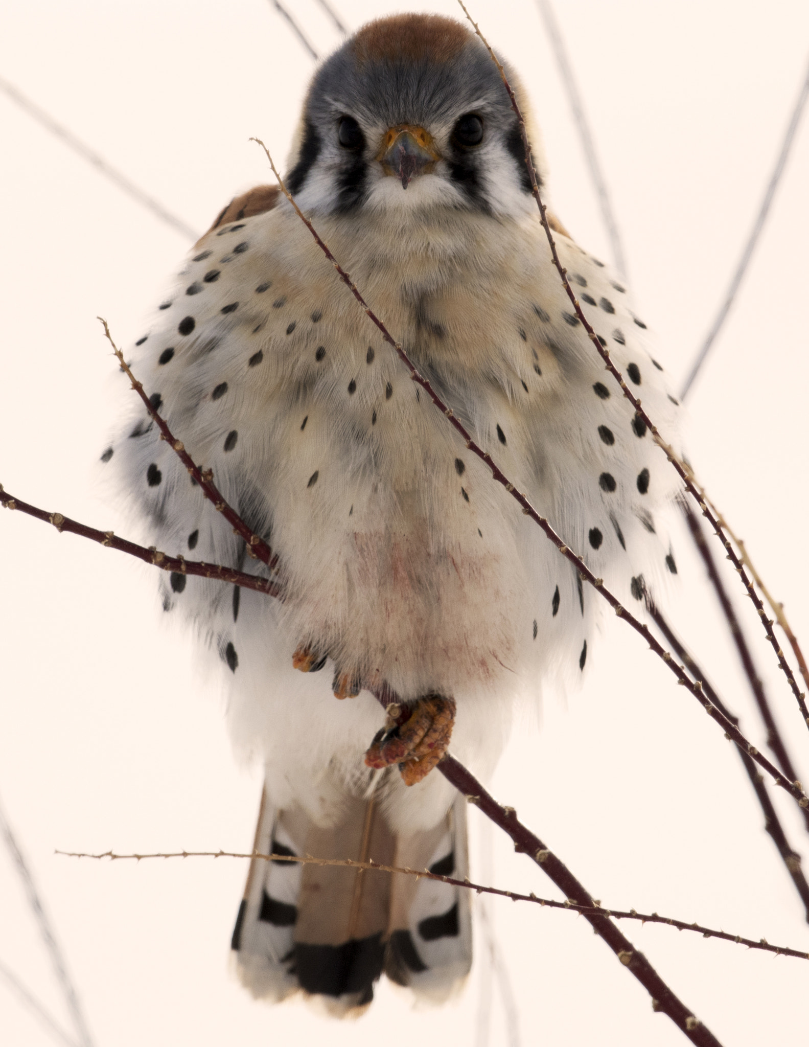 Nikon D500 sample photo. Bear river migratory bird refuge photography