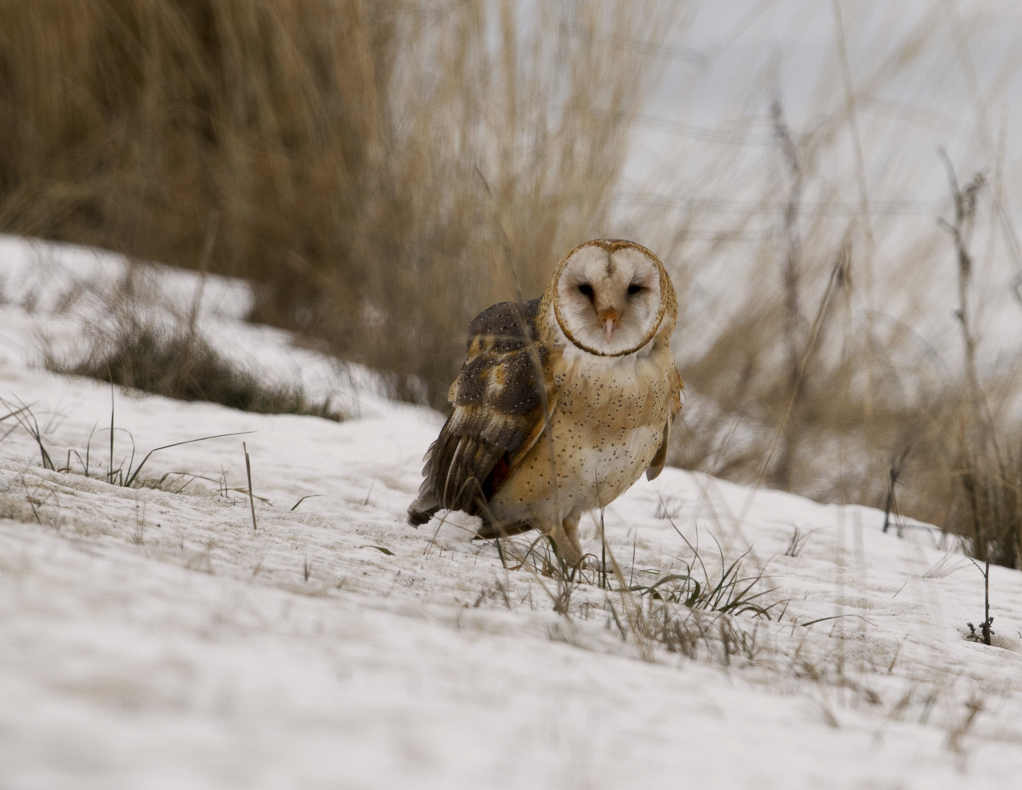 Nikon D500 + Nikon AF-S Nikkor 800mm F5.6E FL ED VR sample photo. Bear river migratory bird refuge photography