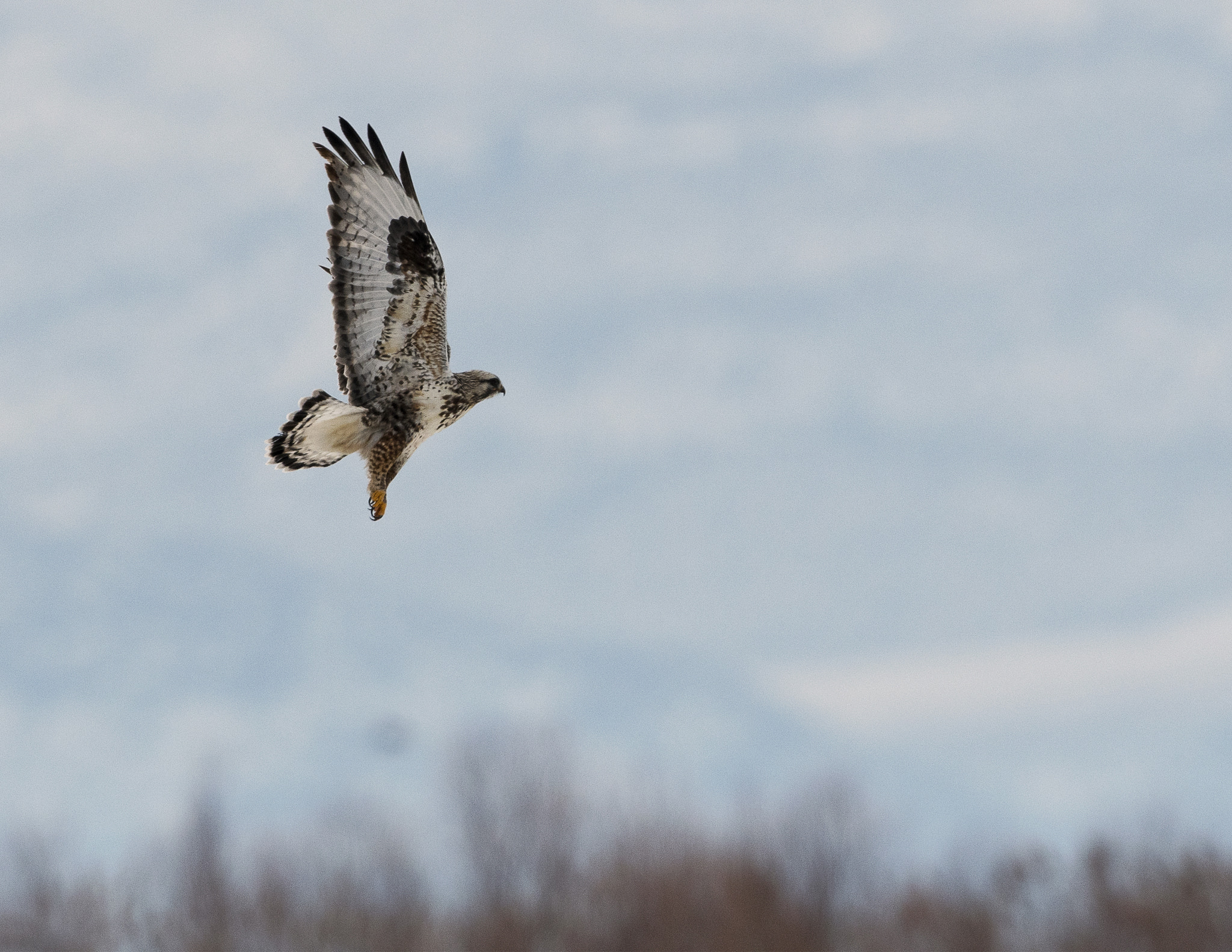 Nikon D500 sample photo. Bear river migratory bird refuge photography