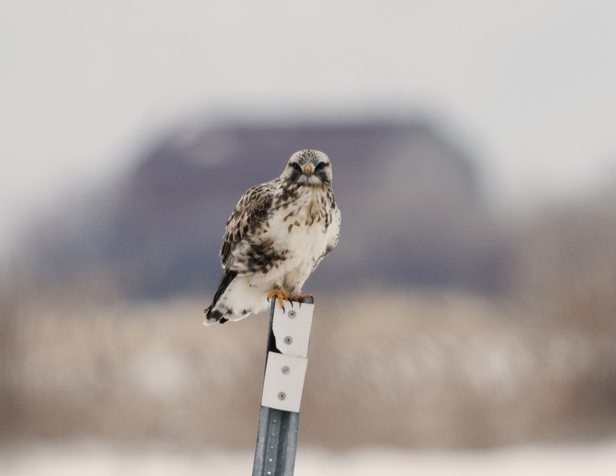 Nikon D500 sample photo. Bear river migratory bird refuge photography