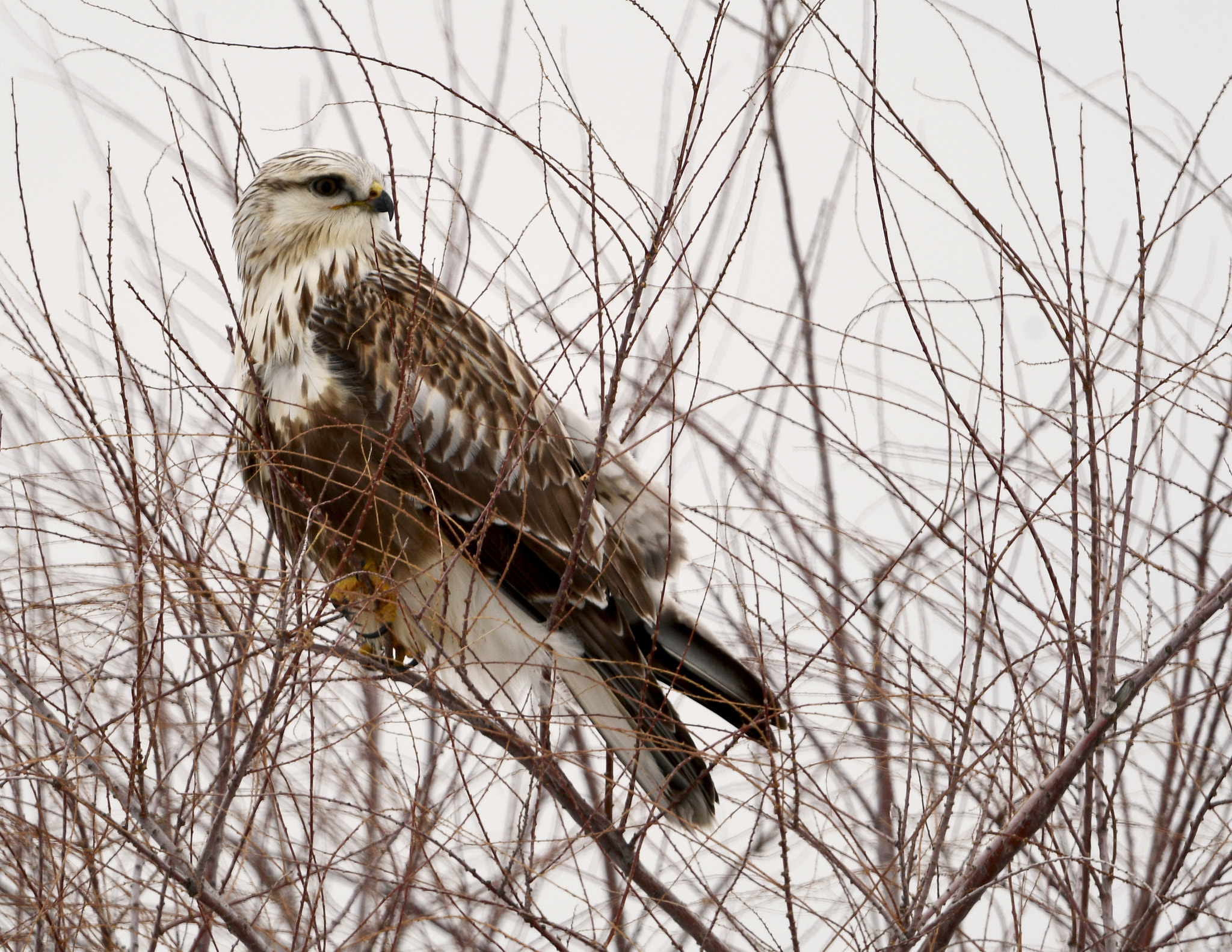 Nikon D500 sample photo. Bear river migratory bird refuge photography