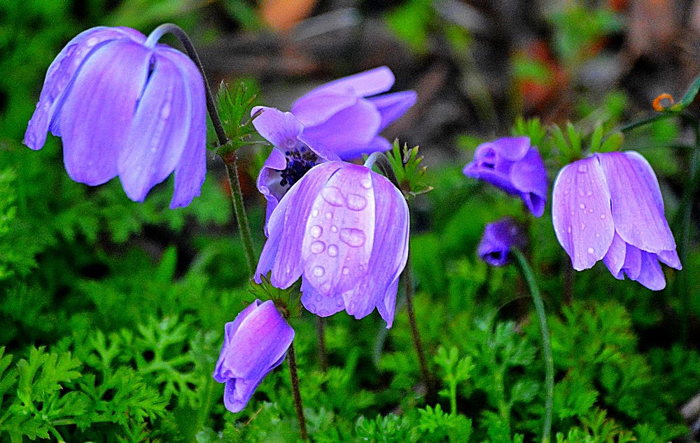 Sigma 70-300mm F4-5.6 APO Macro Super II sample photo. La série des anémons 17-09 photography