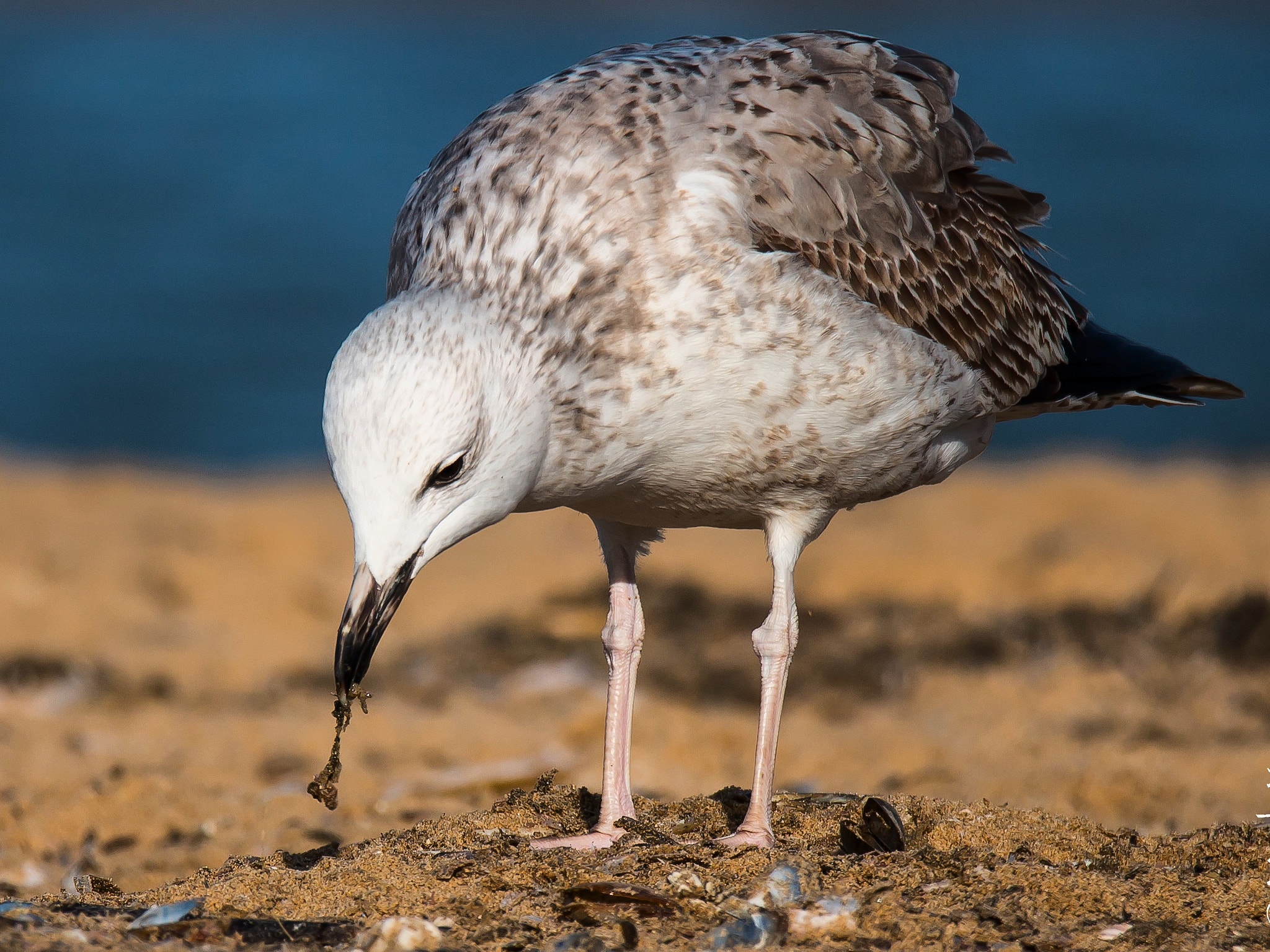 150-600mm F5-6.3 DG OS HSM | Sports 014 sample photo. Baltic gull on scheveningen beach photography