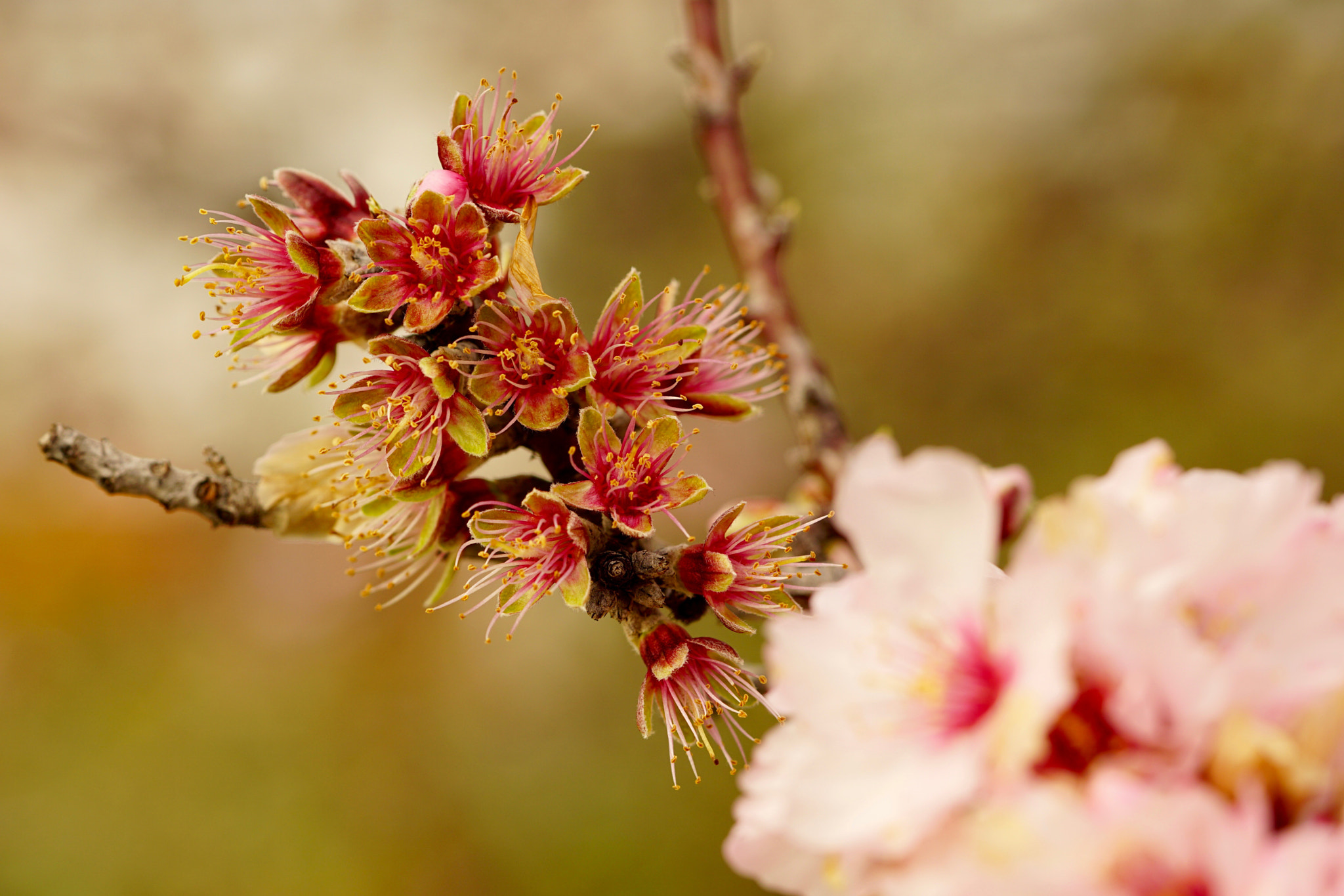 Sony a6000 + Sony FE 90mm F2.8 Macro G OSS sample photo. My almond tree... photography