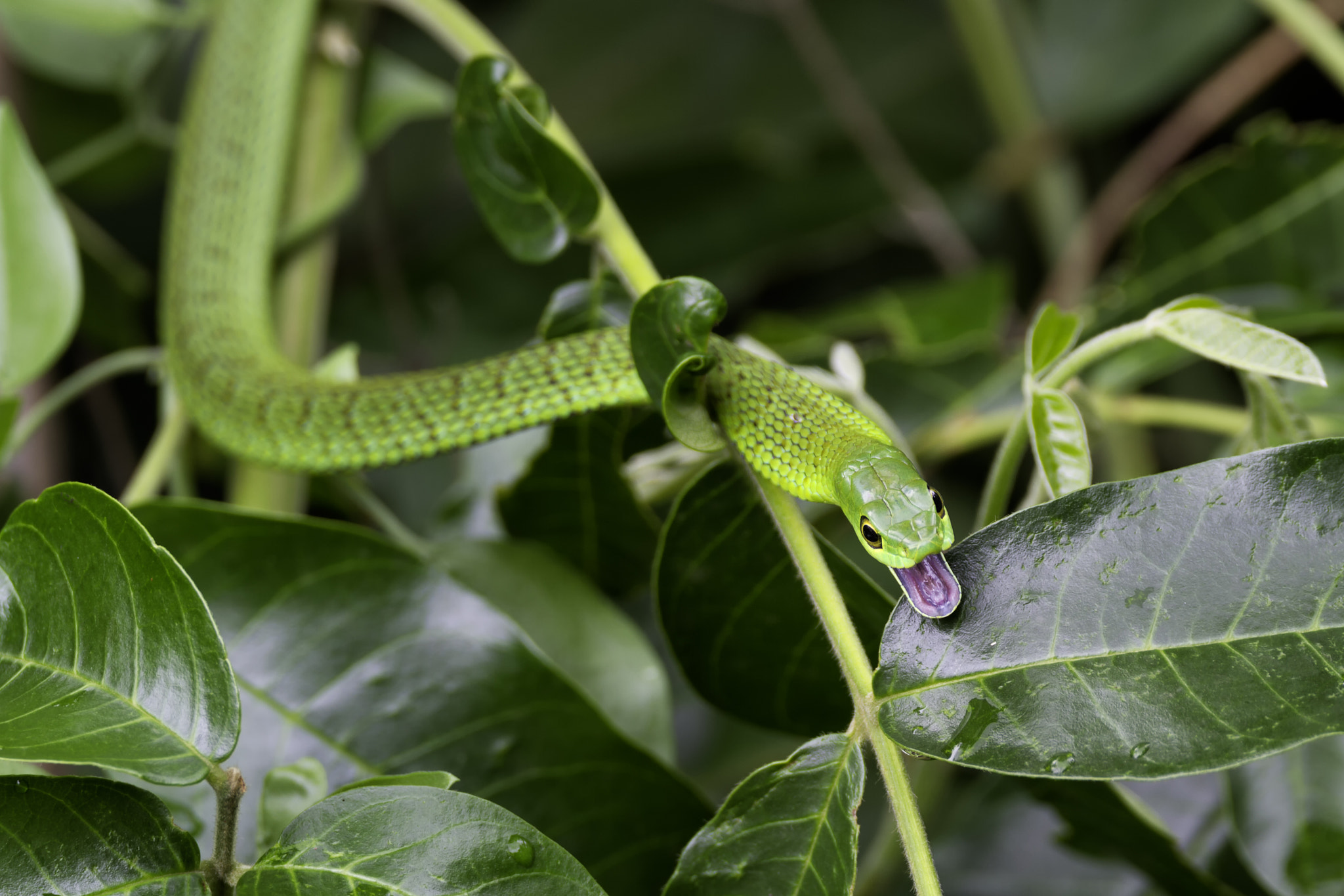 Canon EOS 7D + 150-600mm F5-6.3 DG OS HSM | Contemporary 015 sample photo. Green tree snake photography