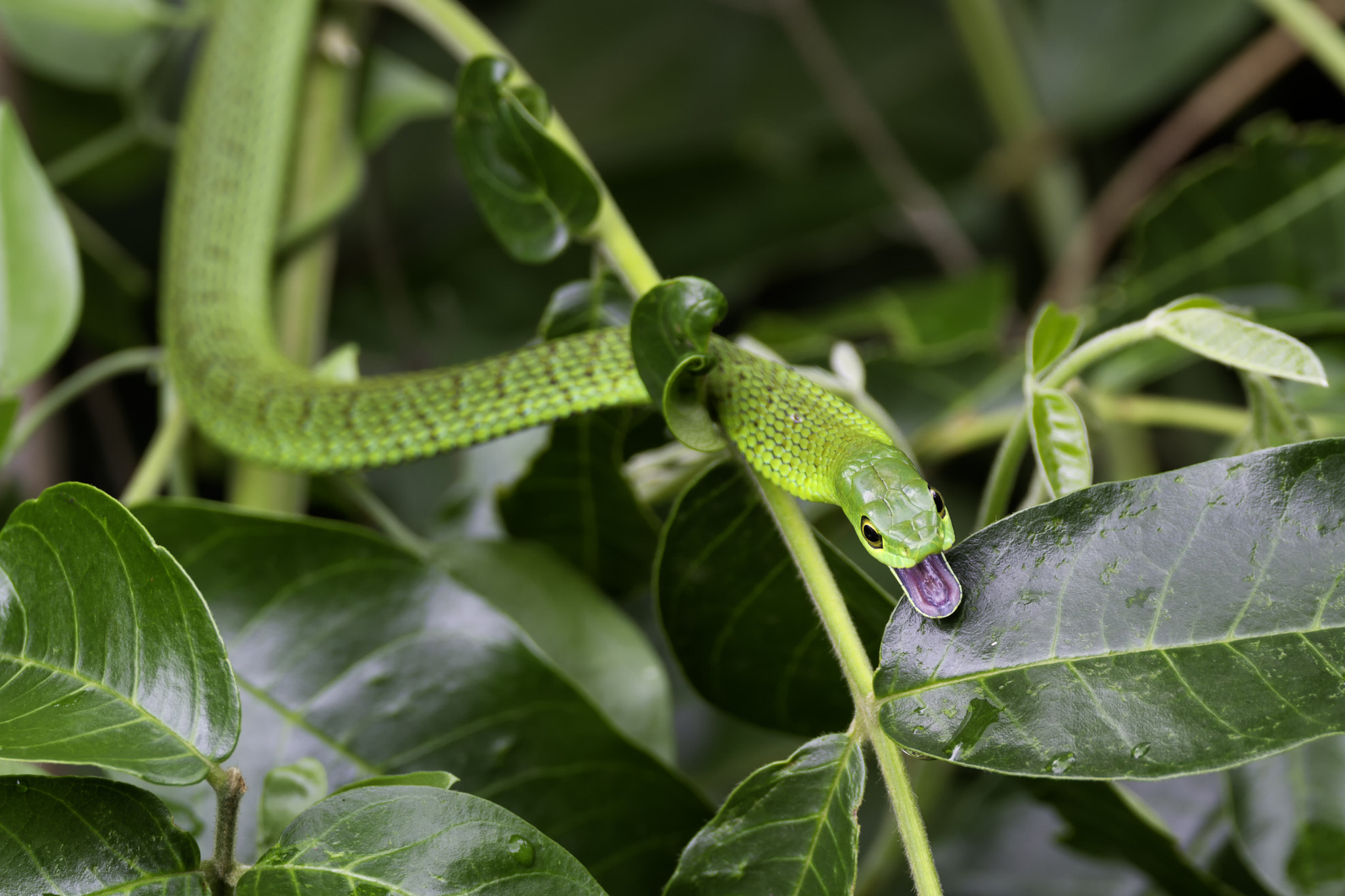150-600mm F5-6.3 DG OS HSM | Contemporary 015 sample photo. Green tree snake photography