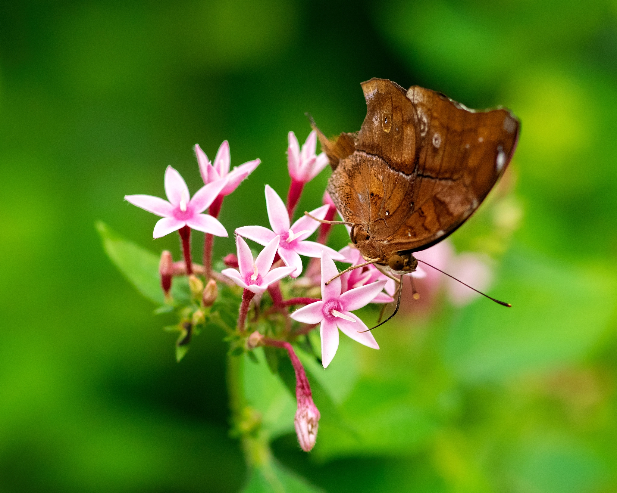 Olympus OM-D E-M1 + OLYMPUS 50mm Lens sample photo. Autum leaf (doleschallia bisaltide) nectaring on pink pentas photography