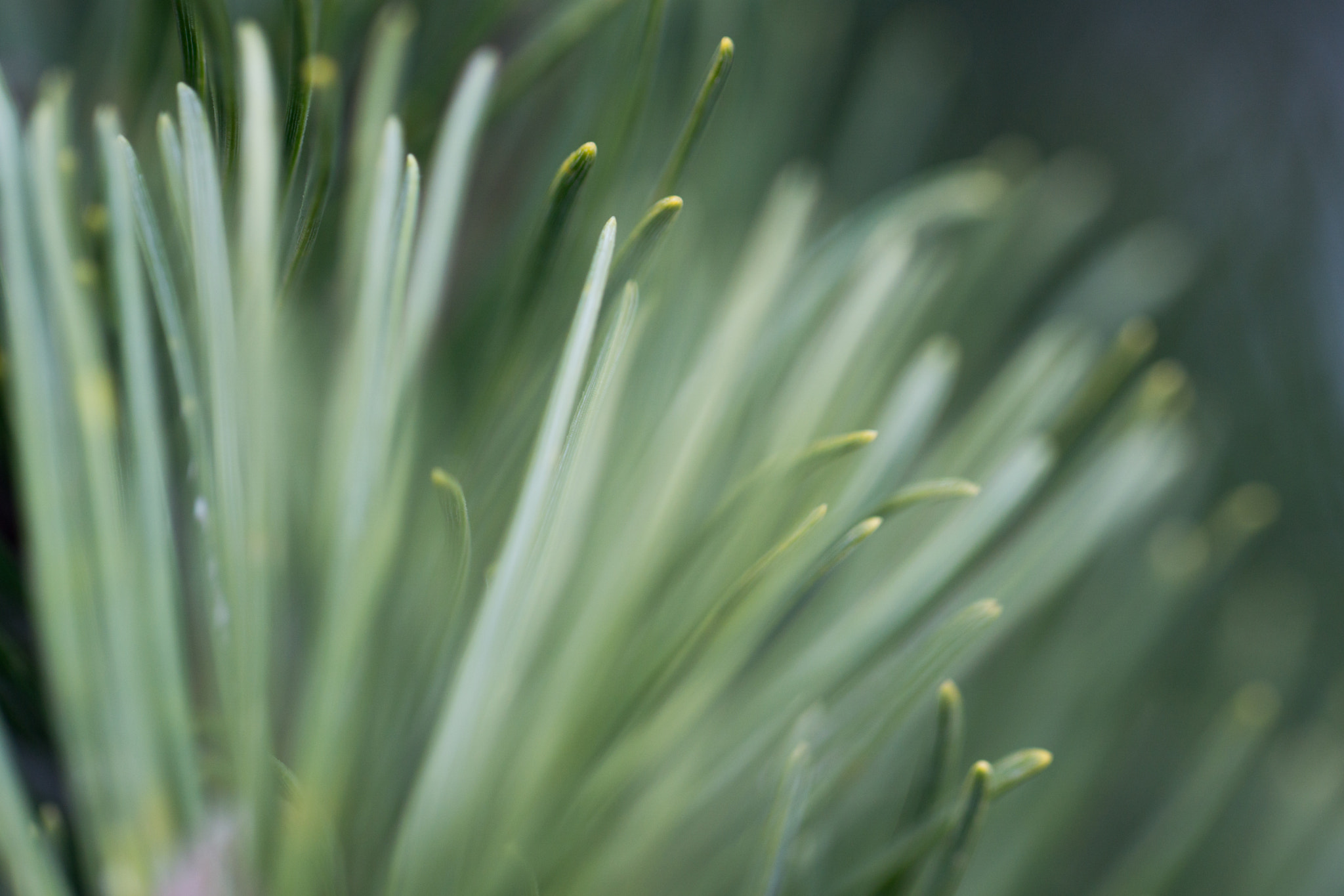 Tamron 18-270mm F3.5-6.3 Di II PZD sample photo. Green glow photography