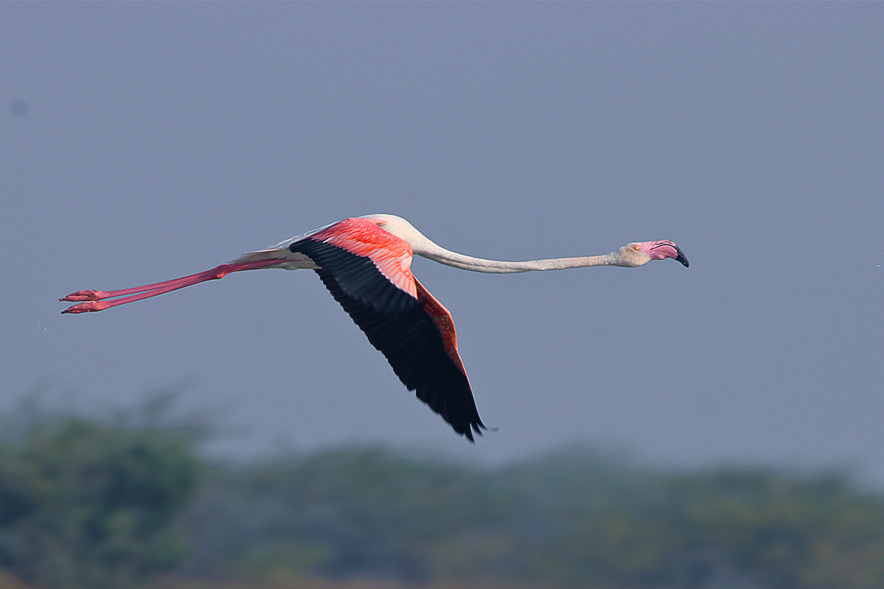 Sigma 150-600mm F5-6.3 DG OS HSM | C sample photo. Greater flamingo, lrk (guj.) india photography