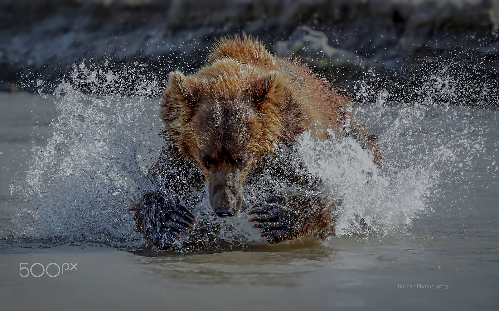 Canon EF 400mm F2.8L IS USM sample photo. Try to catch salmon fish @ kurli lake,lamchatka photography