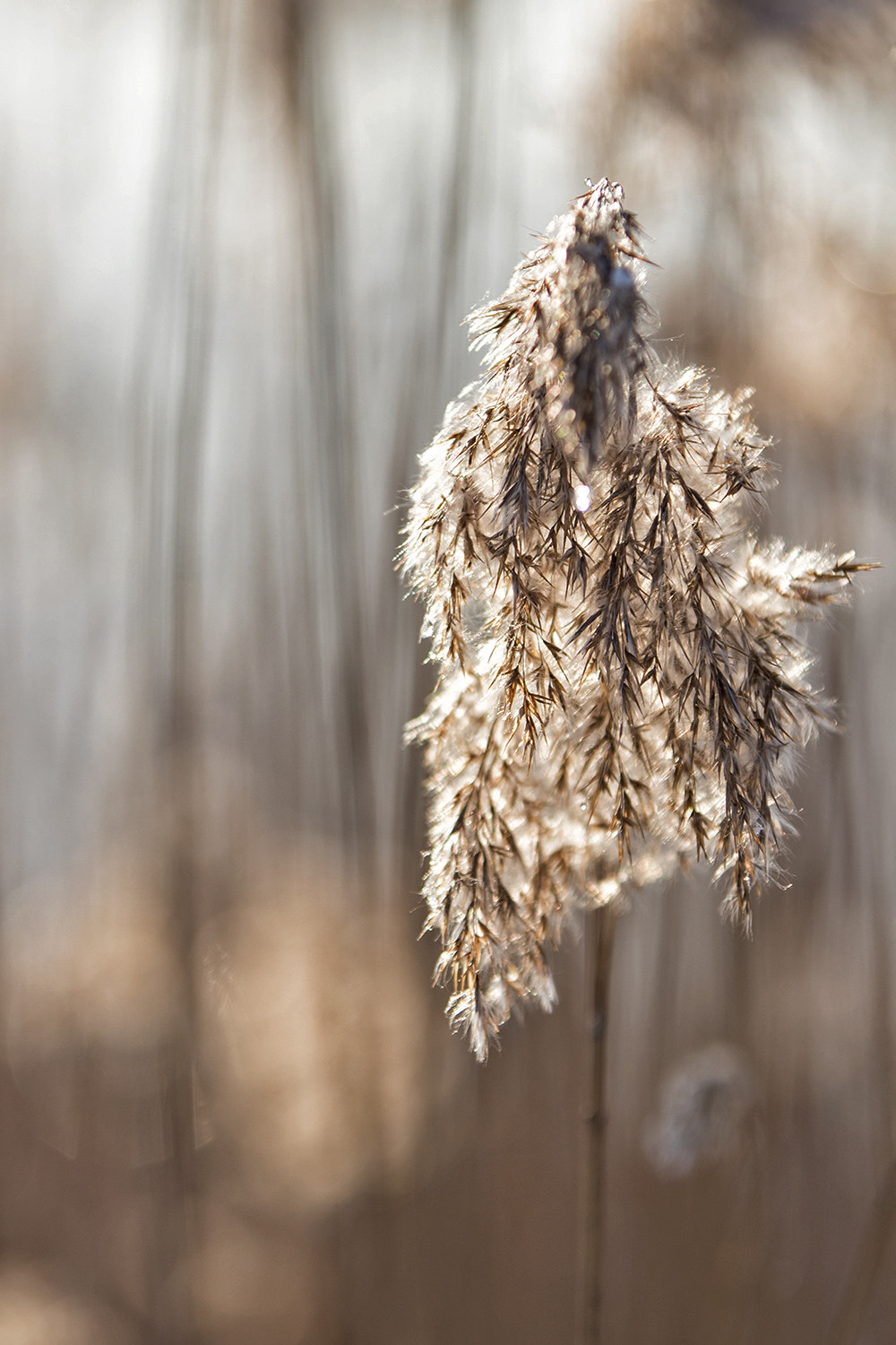 Canon EF 70-200mm F2.8L IS II USM sample photo. Nature bokeh photography