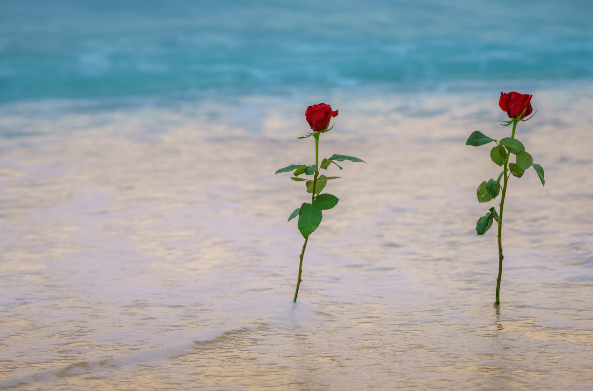 Canon EF 70-200mm F2.8L IS II USM sample photo. Sunrise roses photography