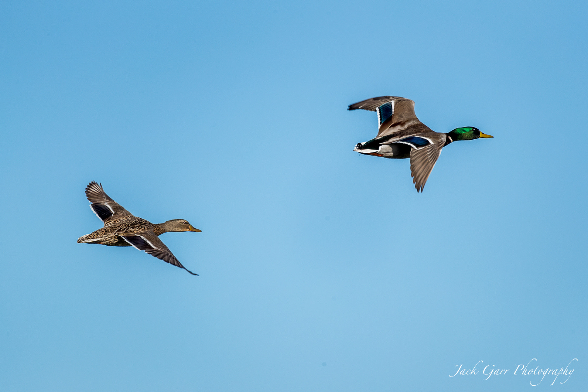 150-600mm F5-6.3 DG OS HSM | Sports 014 sample photo. Male and female mallard in flight photography
