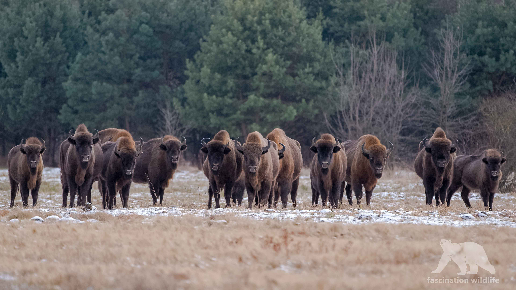 Sigma 150-600mm F5-6.3 DG OS HSM | S sample photo. Bison line up photography