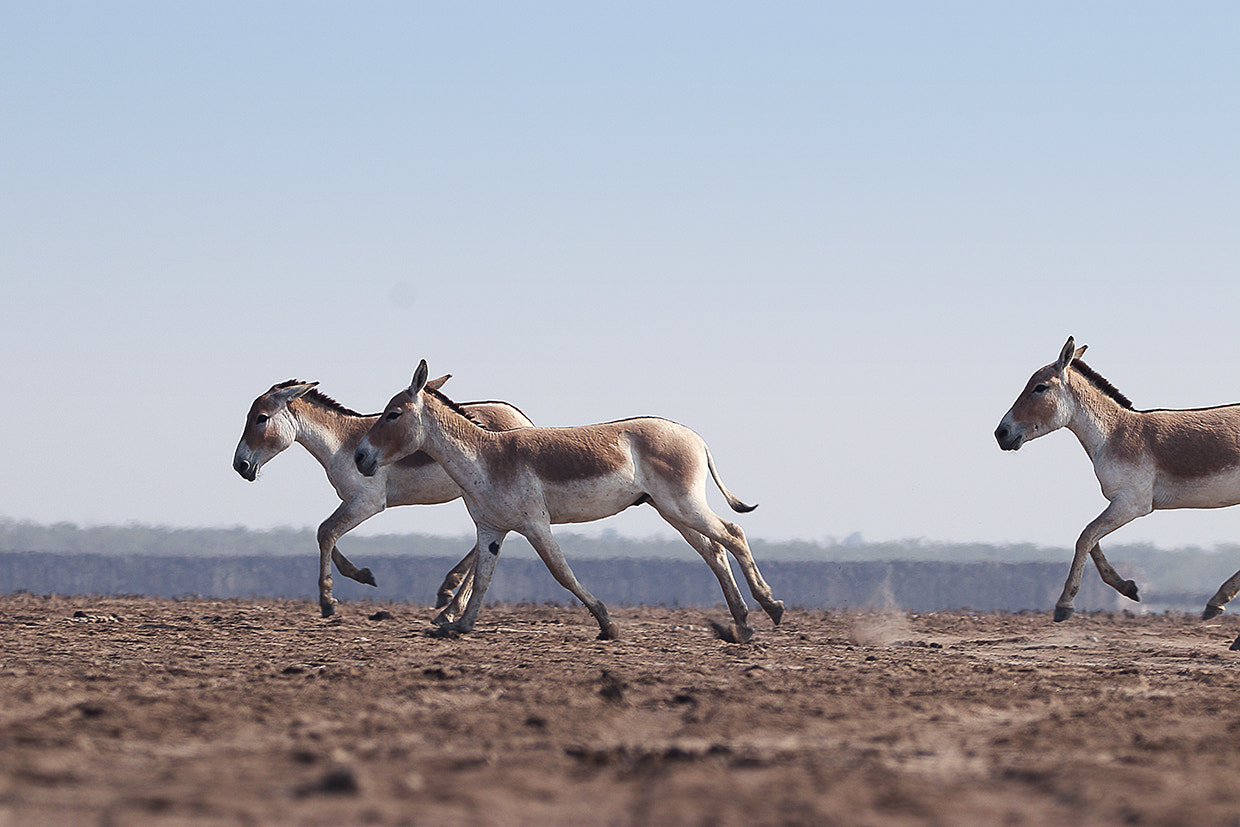 Sigma 150-600mm F5-6.3 DG OS HSM | C sample photo. Wild ass, lrk (guj) india photography
