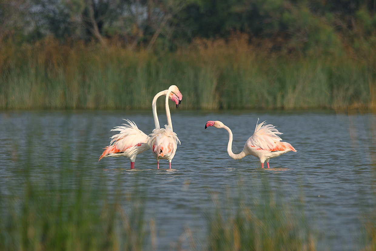 Canon EOS 80D sample photo. Flamingoes, lrk (guj) india photography