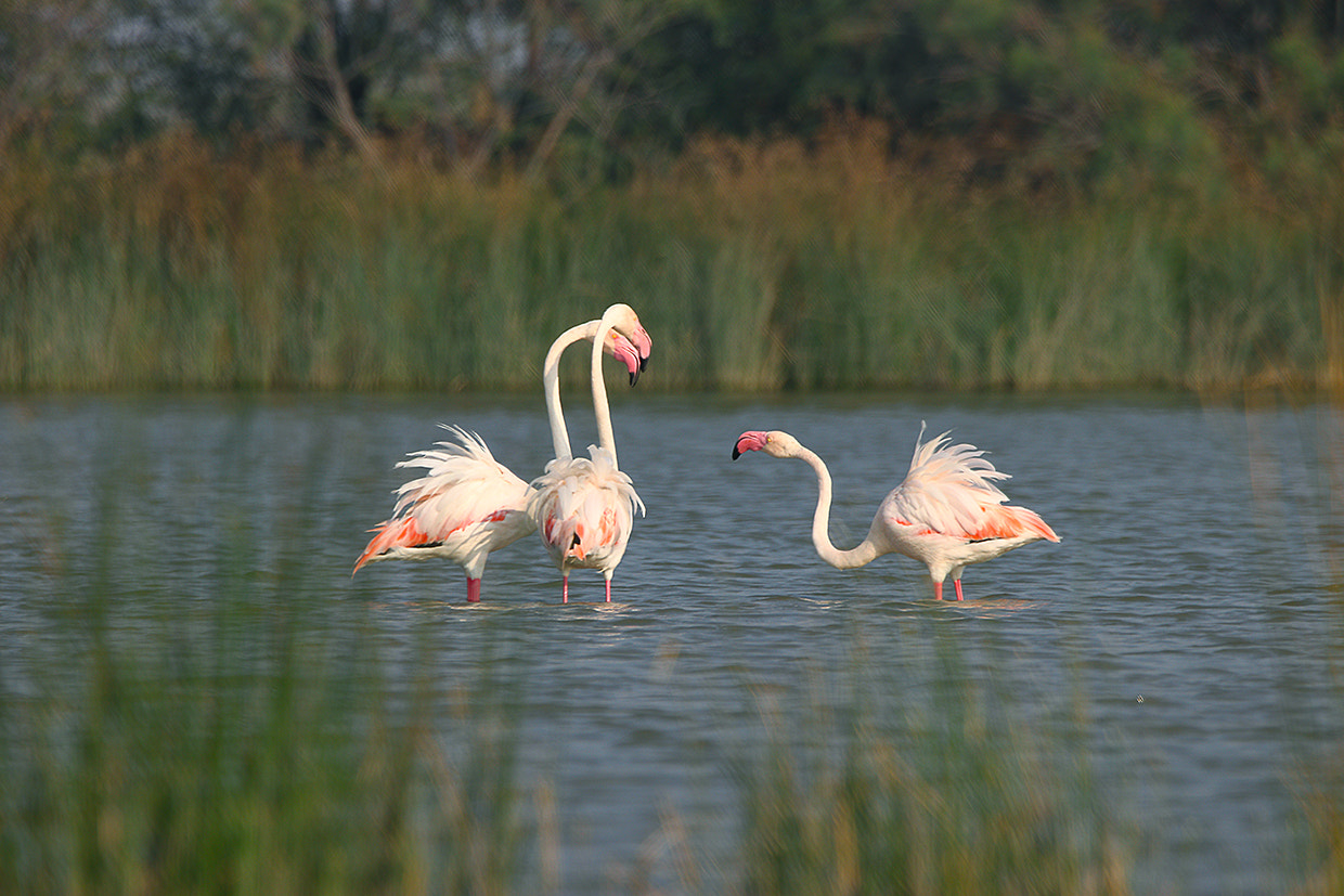 Sigma 150-600mm F5-6.3 DG OS HSM | C sample photo. Flamingoes, lrk (guj) india photography