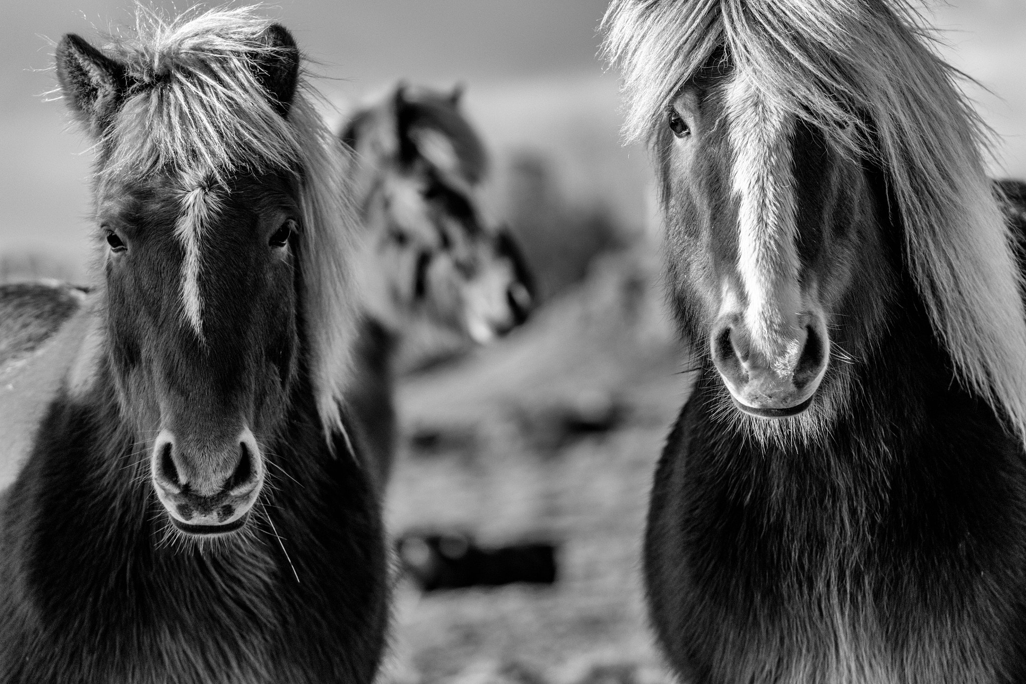 Canon EOS 5DS R sample photo. Three amigos photography
