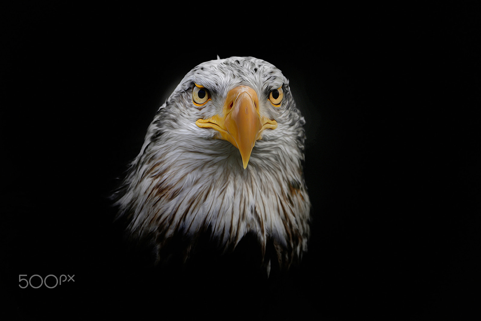 Nikon D800E sample photo. Eagle photography