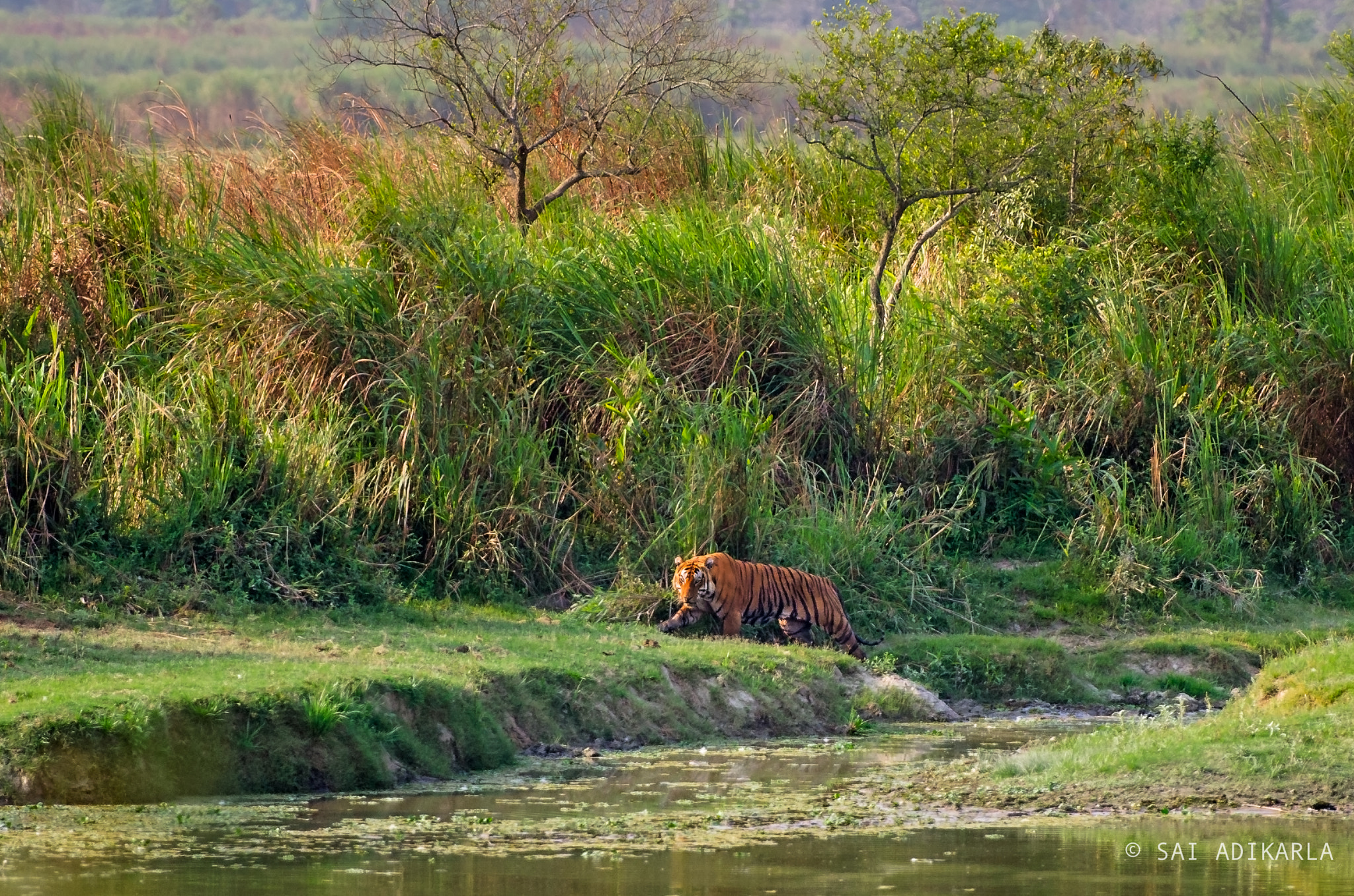 Nikon AF-S Nikkor 70-200mm F2.8G ED VR II sample photo. Tiger of grassland photography