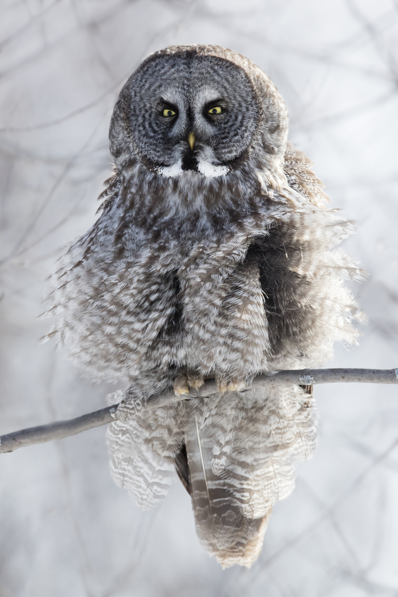 Canon EOS 5DS R + Canon EF 600mm F4L IS II USM sample photo. Feather show - great grey owl photography