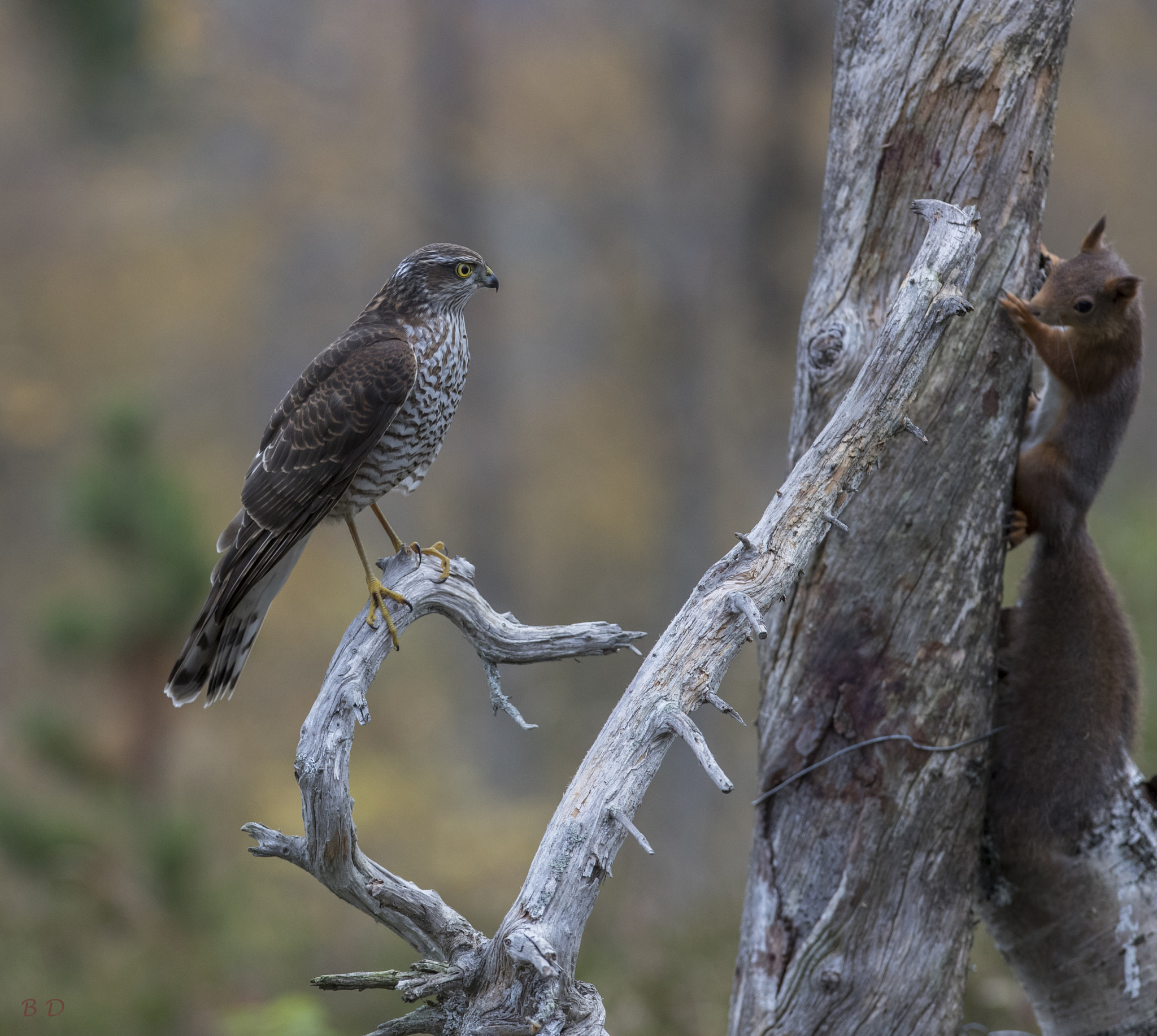 Canon EF 300mm F2.8L IS USM sample photo. Come and get me if you can  :-) photography