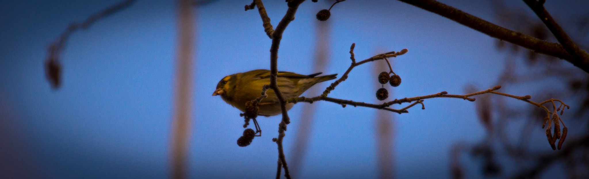 Sigma 120-400mm F4.5-5.6 DG OS HSM sample photo. Zozio photography