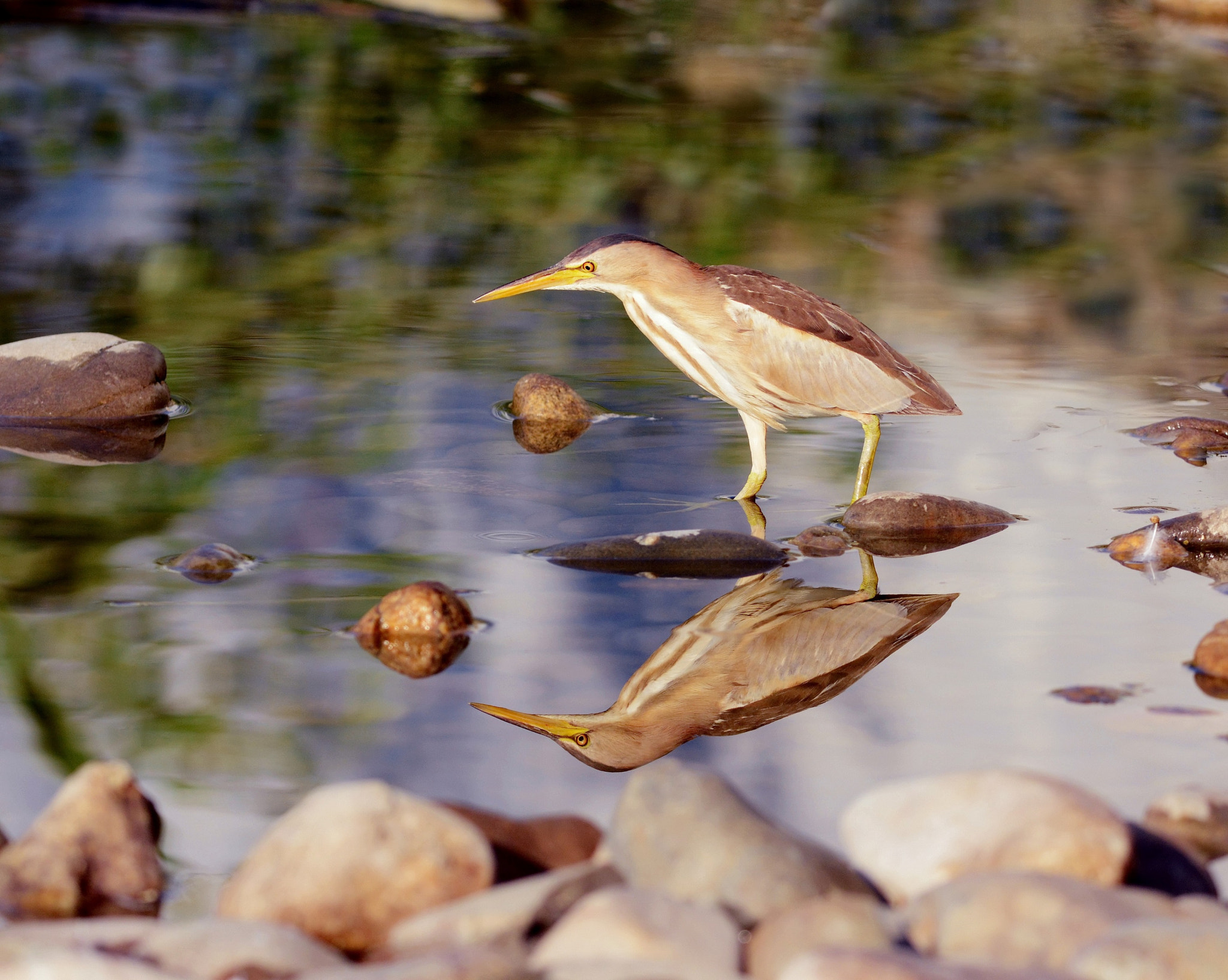 Nikon D7100 + Nikon AF-S Nikkor 300mm F4D ED-IF sample photo. Отражение. photography