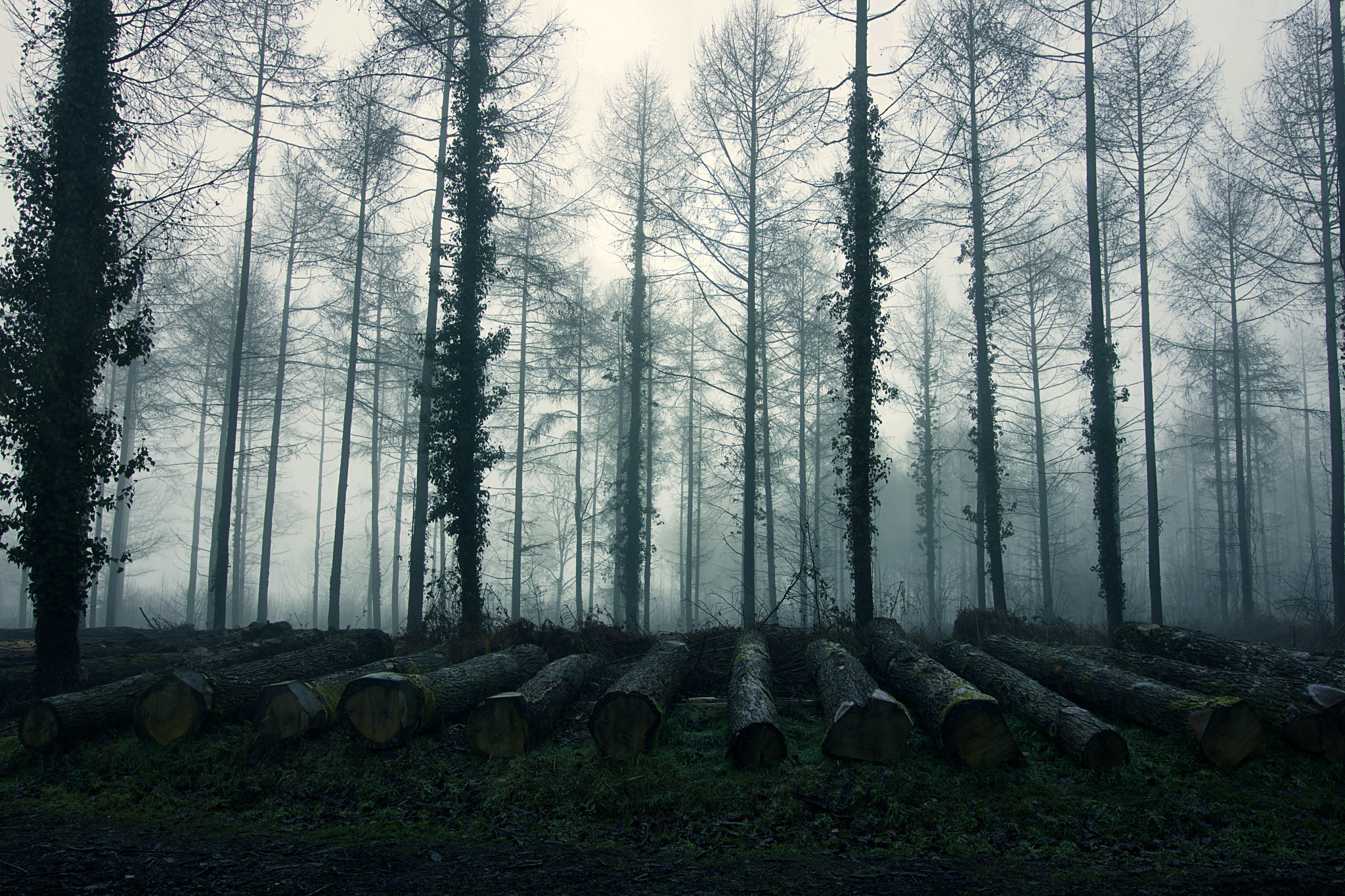 Canon EOS 750D (EOS Rebel T6i / EOS Kiss X8i) sample photo. Misty woodland walk. photography