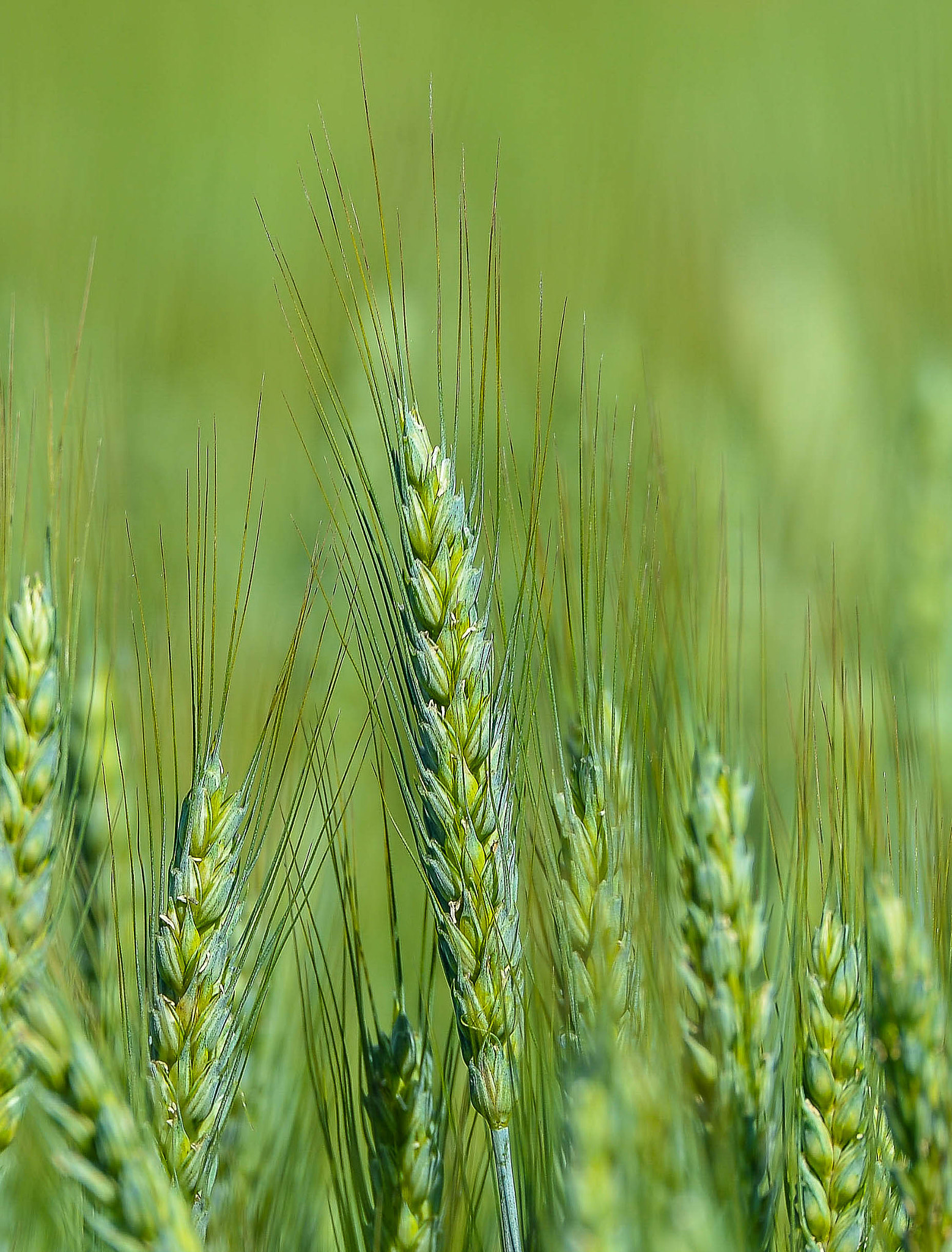 Nikon D4 sample photo. Ears of  corn photography