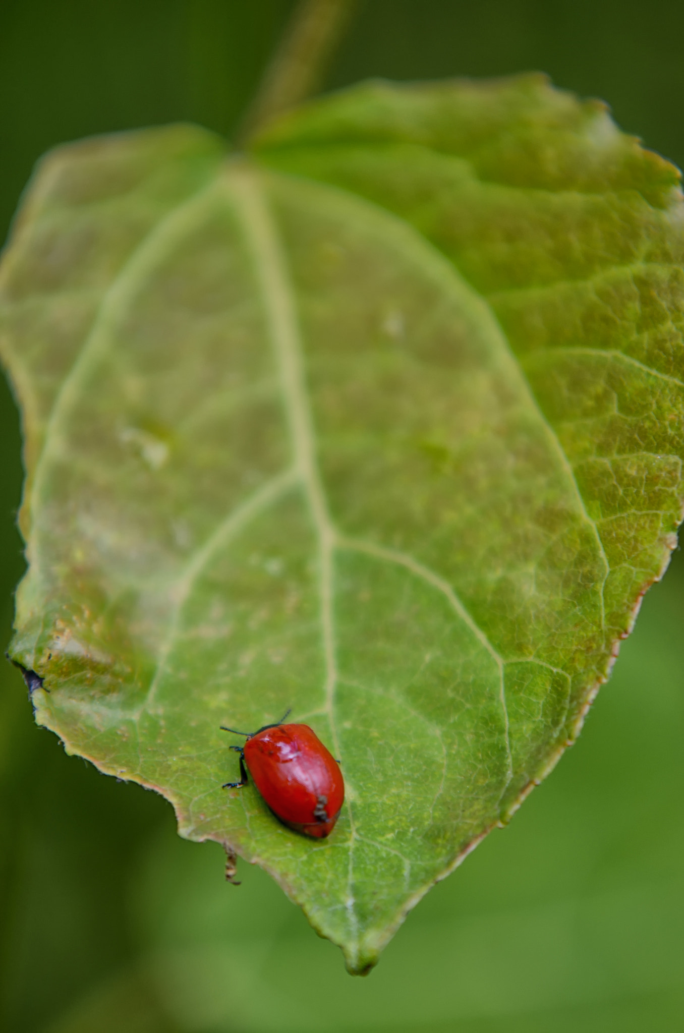 Nikon D7000 + Sigma 70-200mm F2.8 EX DG Macro HSM II sample photo. Red bug photography