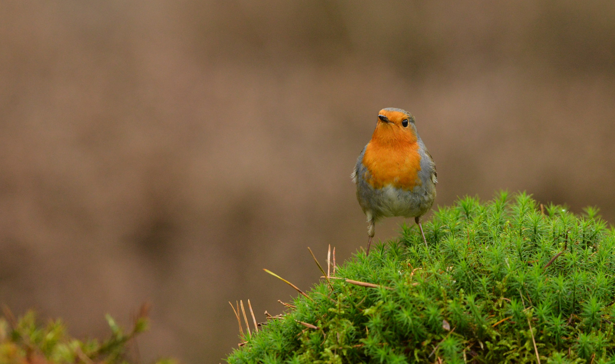 Nikon D600 + Nikon AF-S Nikkor 500mm F4G ED VR sample photo. Roodborst photography