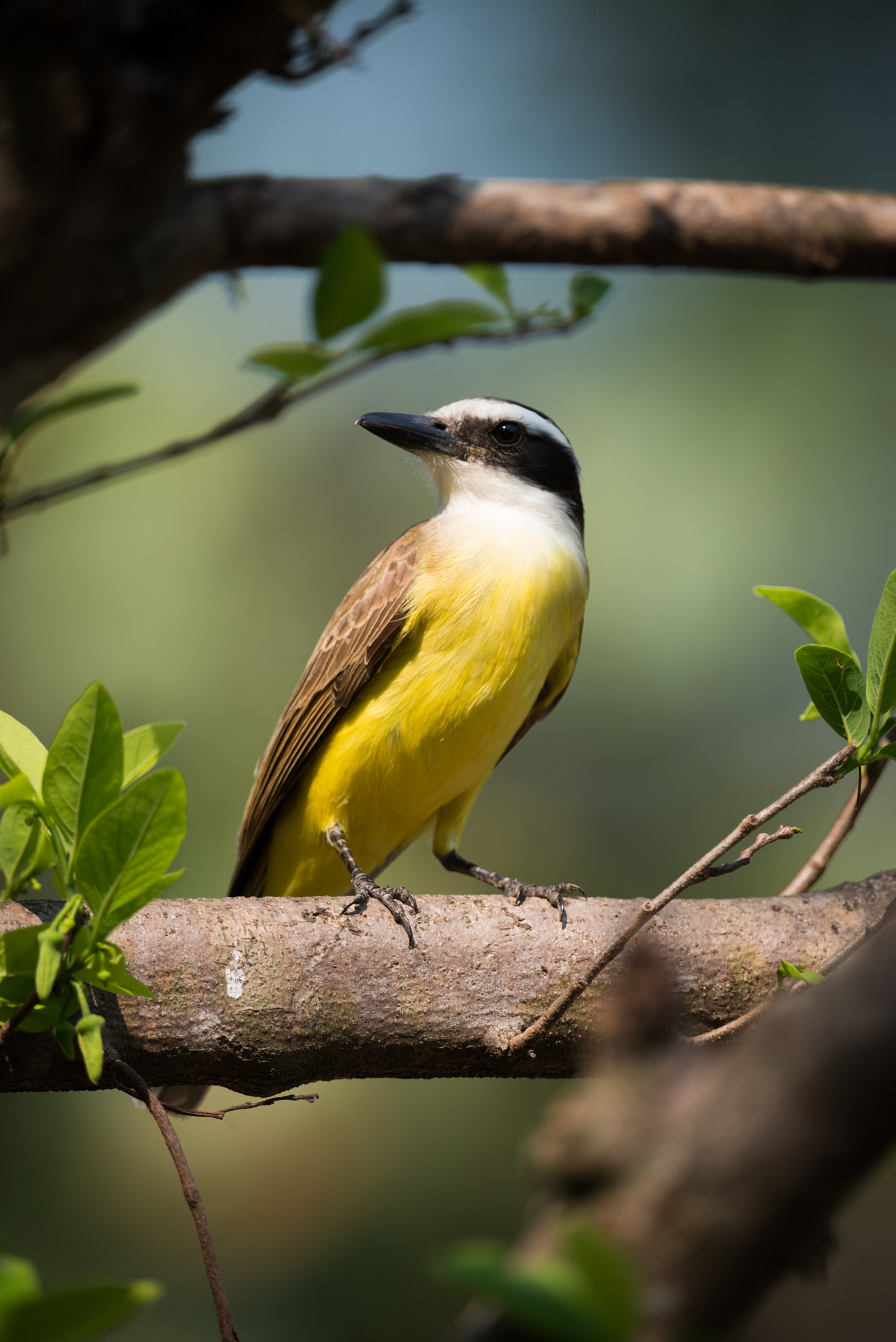 Nikon AF-S Nikkor 800mm F5.6E FL ED VR sample photo. Lesser kiskadee perched on branch turning head photography