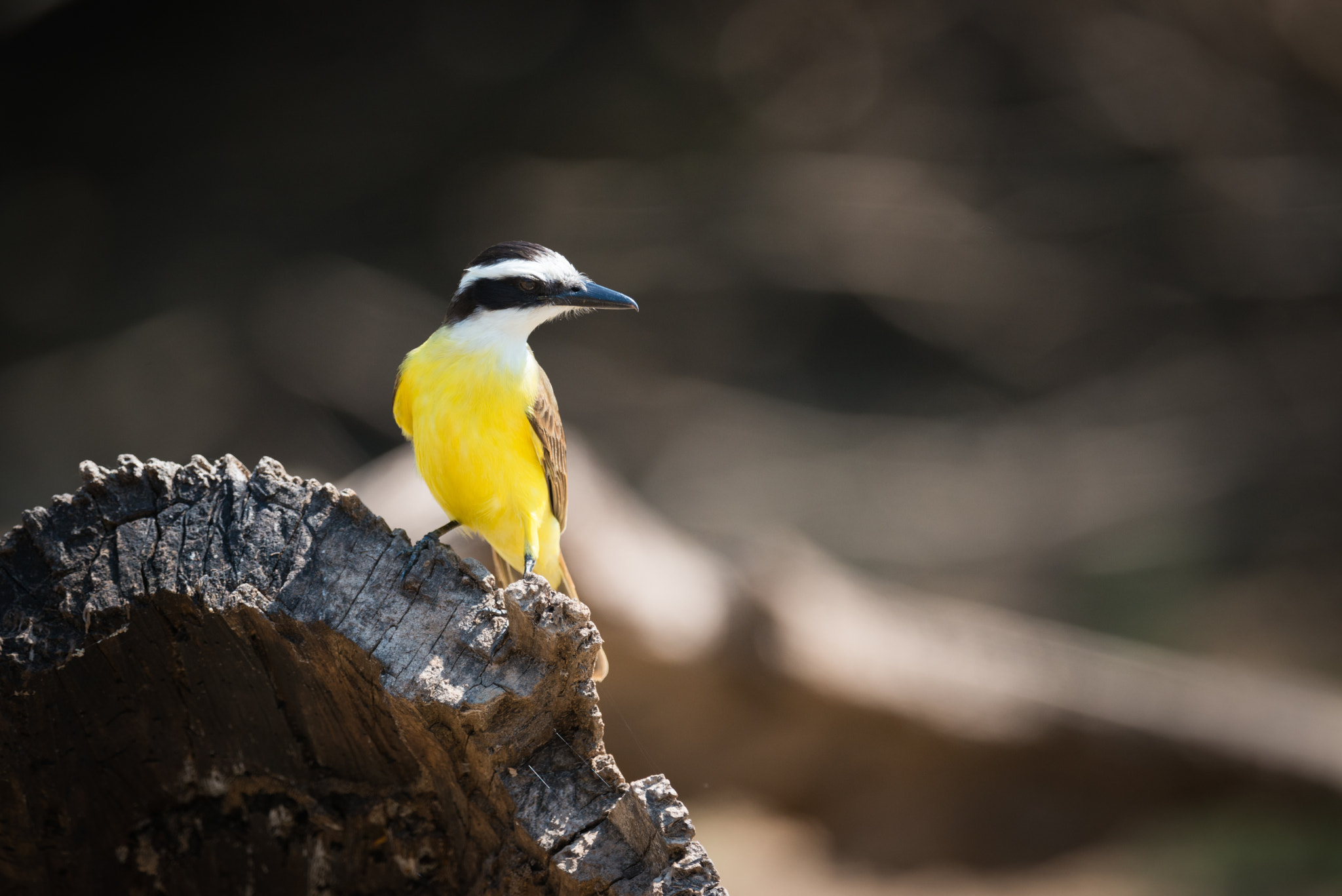 Nikon AF-S Nikkor 800mm F5.6E FL ED VR sample photo. Lesser kiskadee perched on log facing right photography