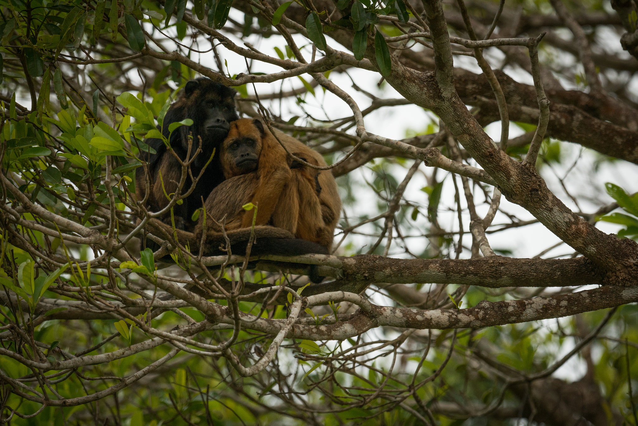 Nikon AF-S Nikkor 800mm F5.6E FL ED VR sample photo. Male and female black howler monkeys sitting photography
