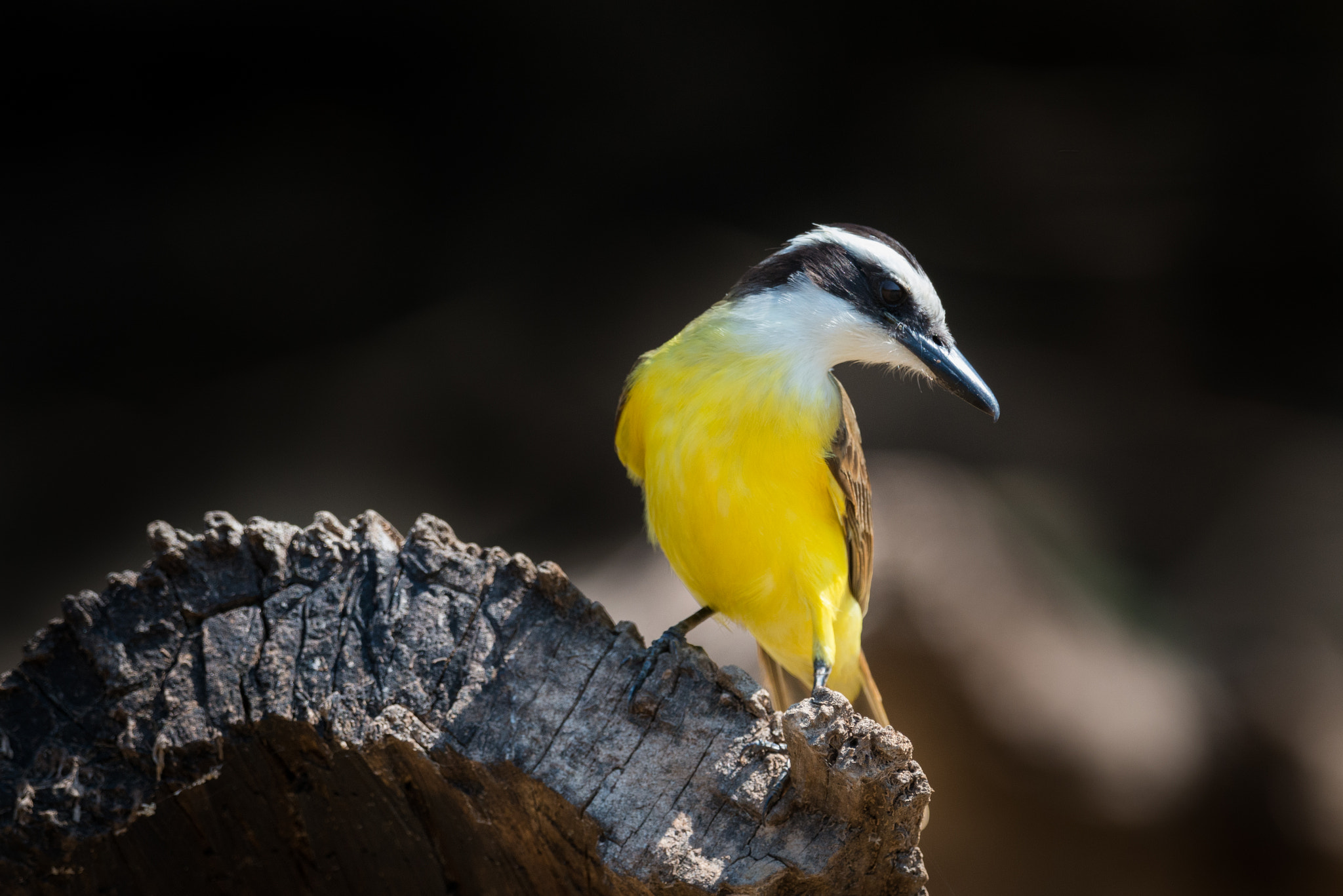 Nikon AF-S Nikkor 800mm F5.6E FL ED VR sample photo. Lesser kiskadee perched on log turning head photography