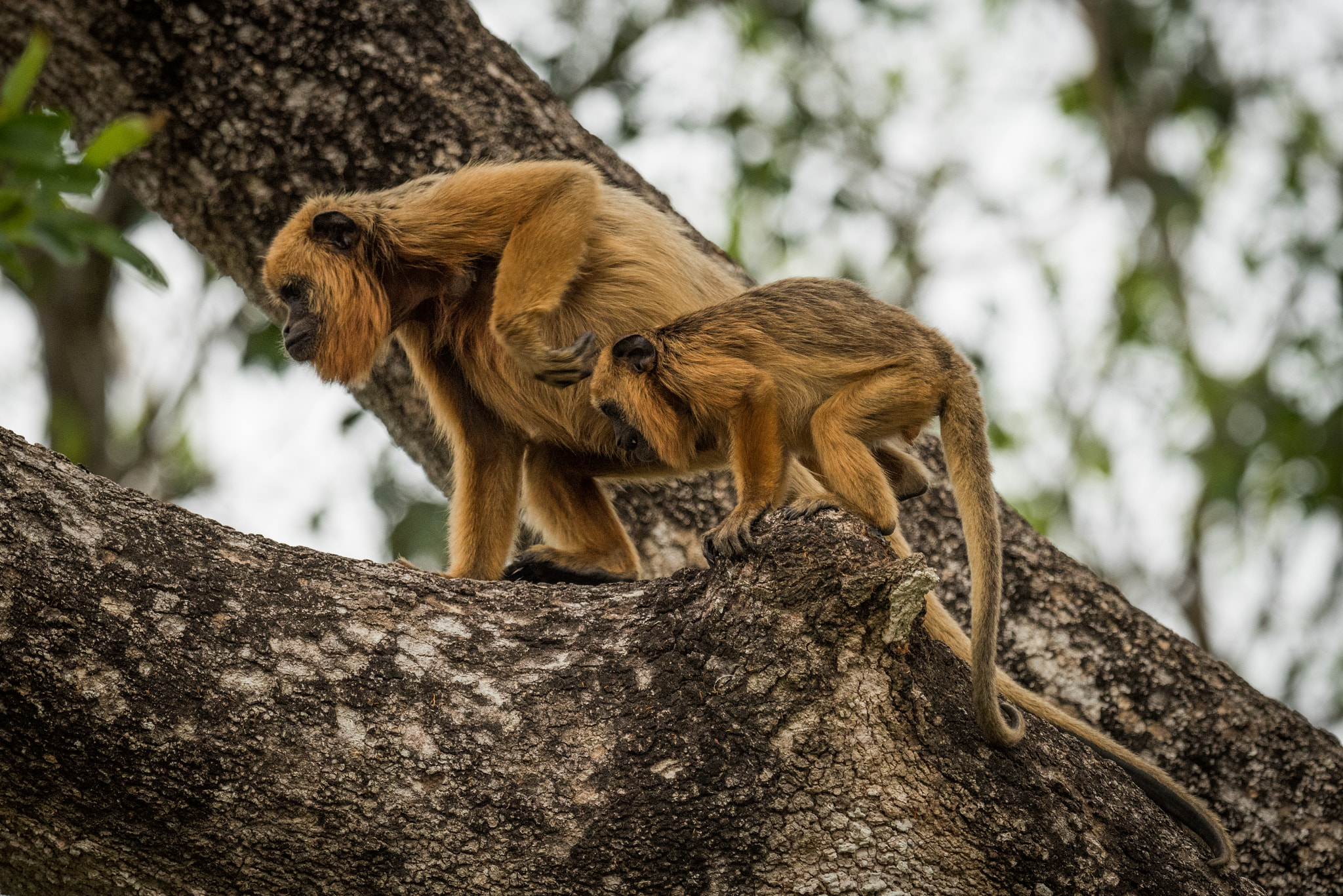 Nikon AF-S Nikkor 800mm F5.6E FL ED VR sample photo. Mother and baby black howler monkeys climbing photography