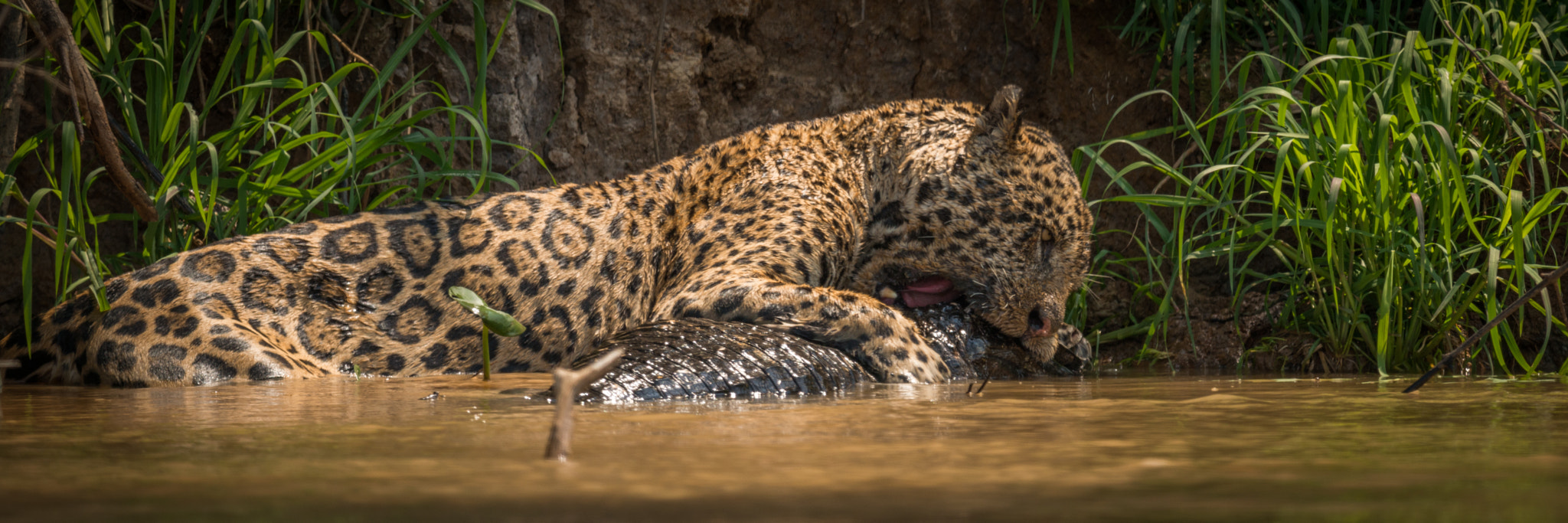 Nikon AF-S Nikkor 800mm F5.6E FL ED VR sample photo. Panorama of jaguar biting into yacare caiman photography