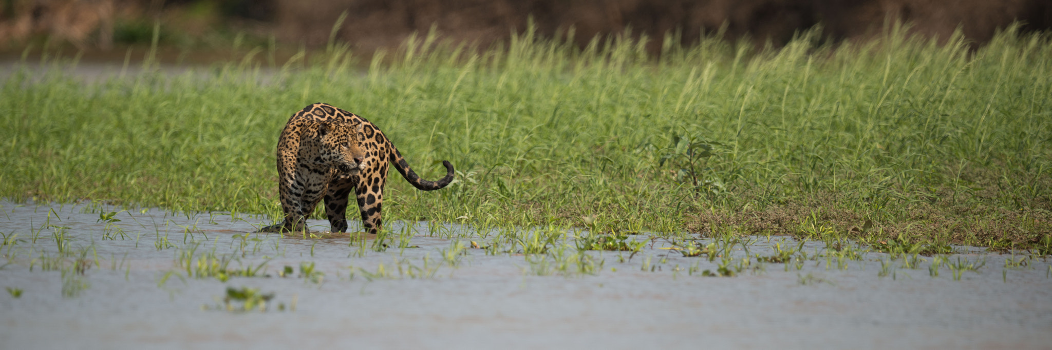 Nikon AF-S Nikkor 800mm F5.6E FL ED VR sample photo. Panorama of jaguar in shallows beside grass photography