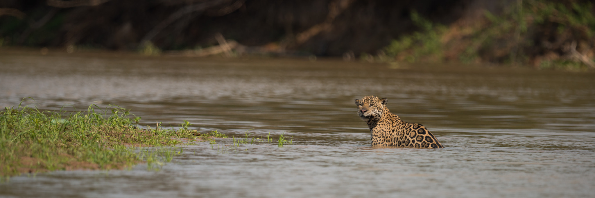 Nikon AF-S Nikkor 800mm F5.6E FL ED VR sample photo. Panorama of jaguar in shallows facing camera photography
