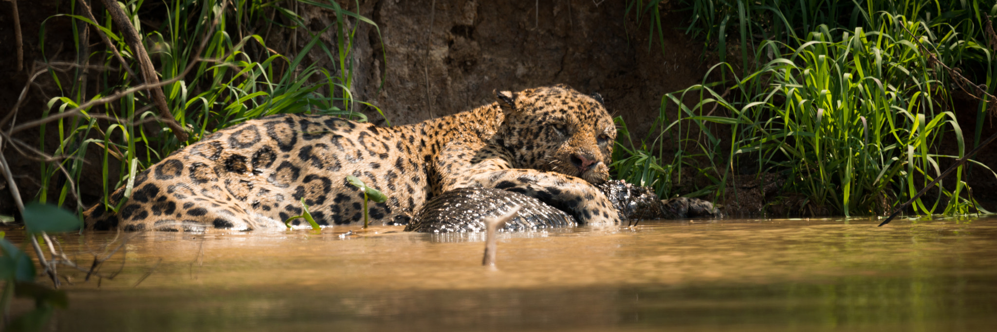 Nikon AF-S Nikkor 800mm F5.6E FL ED VR sample photo. Panorama of jaguar lying on yacare caiman photography