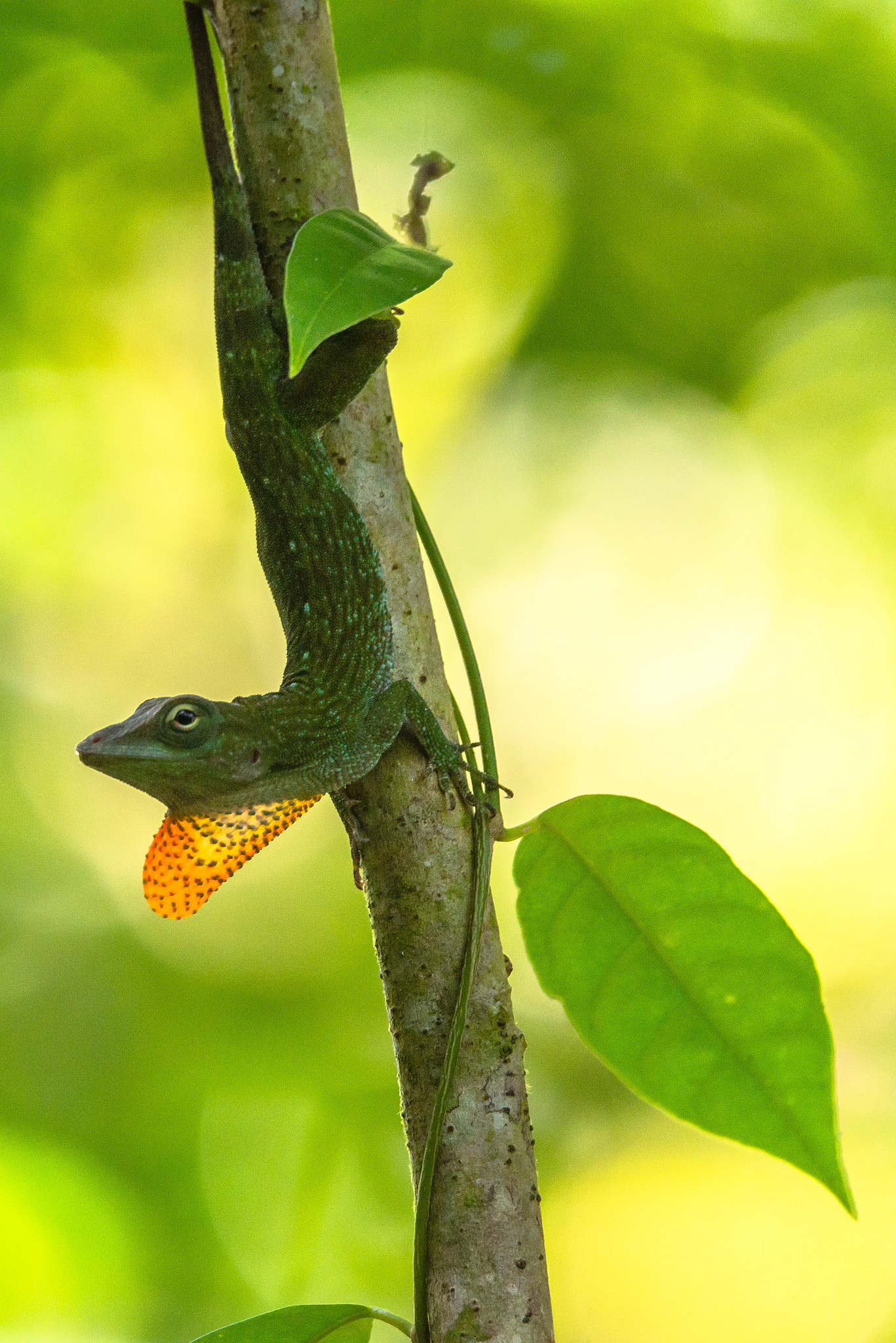 Nikon D800 + Sigma 150-600mm F5-6.3 DG OS HSM | S sample photo. Anole lizard photography