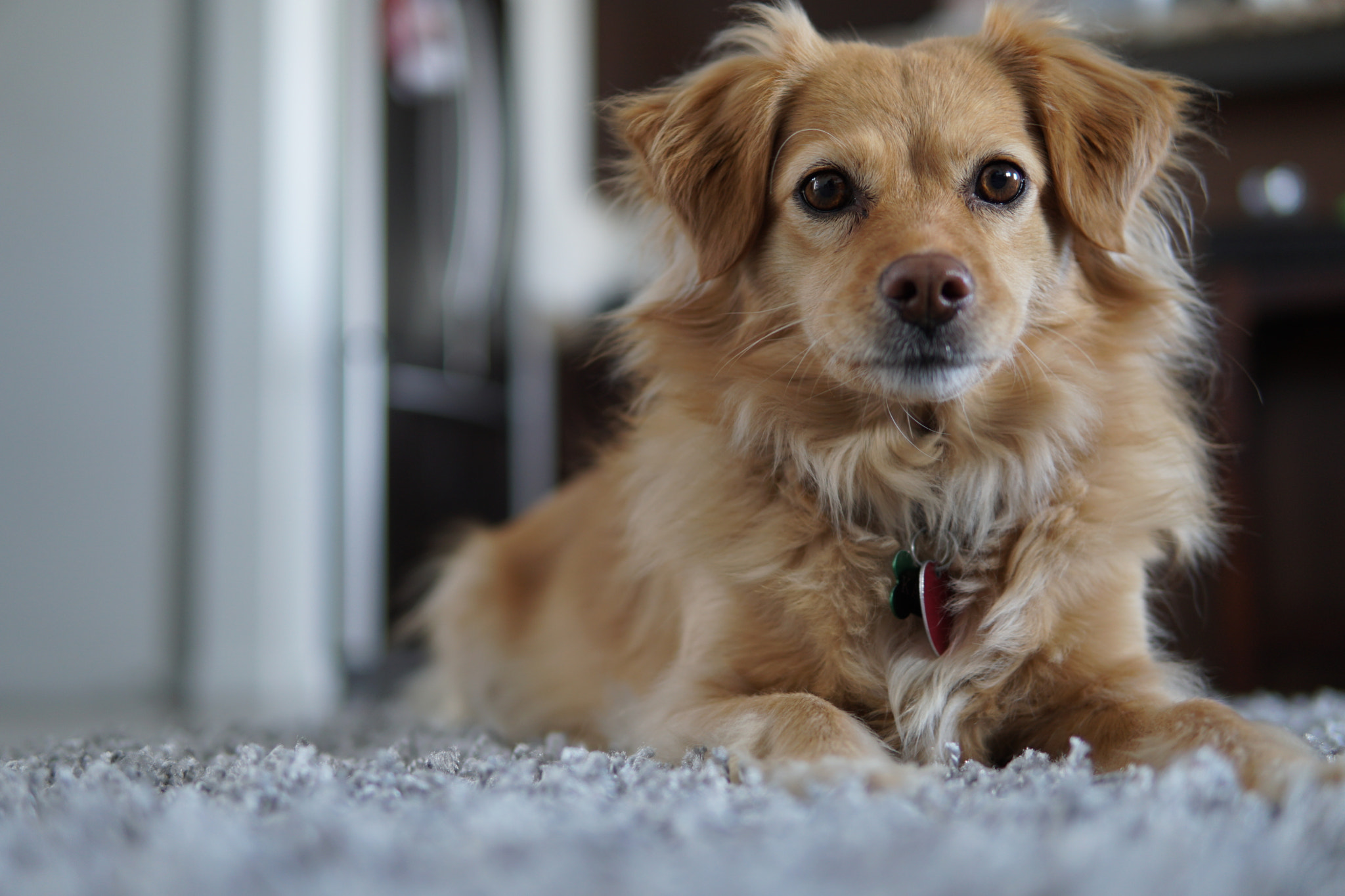Sony a6500 + Sigma 30mm F1.4 DC DN | C sample photo. Relaxed dog photography