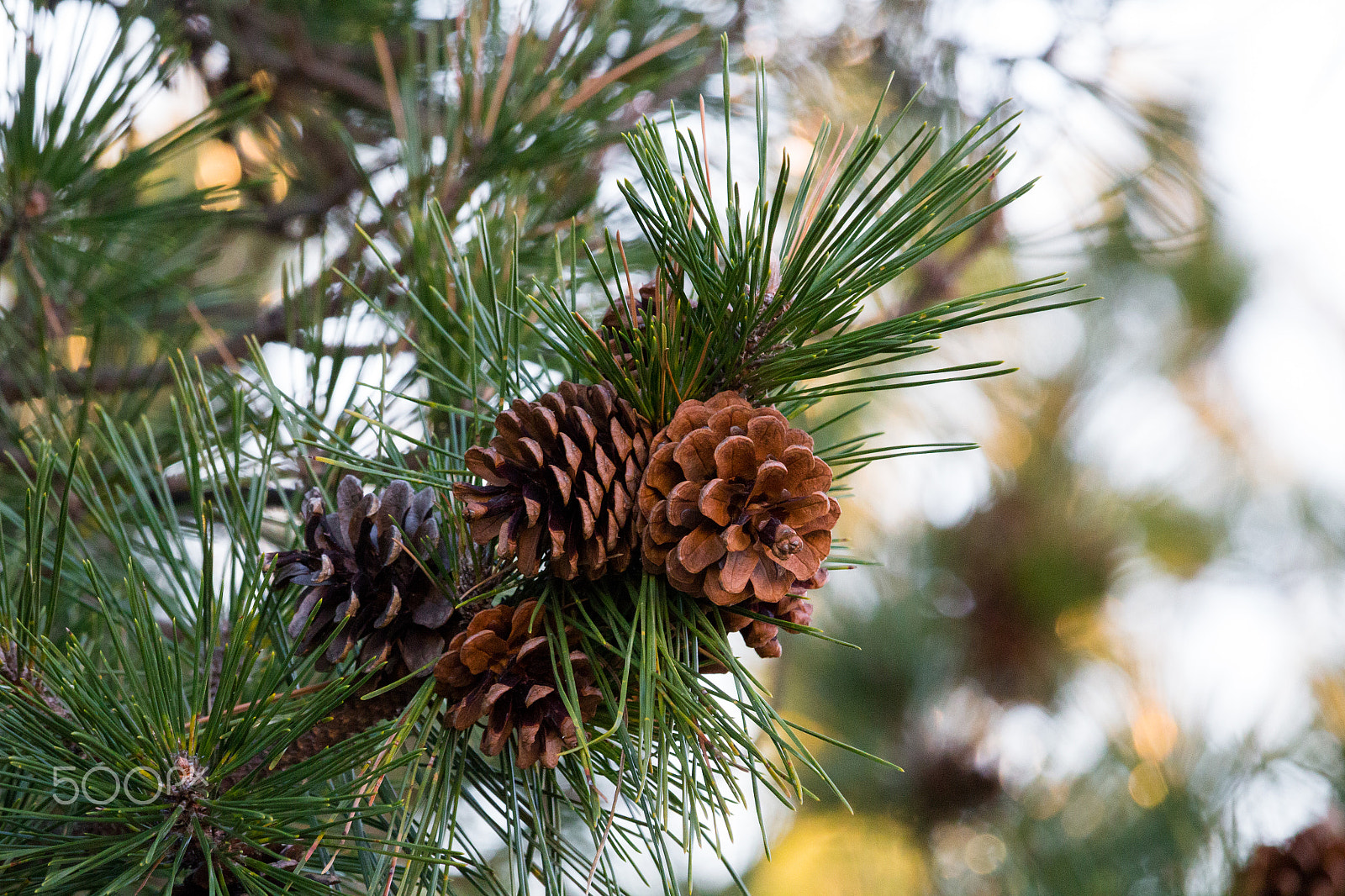Canon EOS 100D (EOS Rebel SL1 / EOS Kiss X7) sample photo. Late winter pine photography
