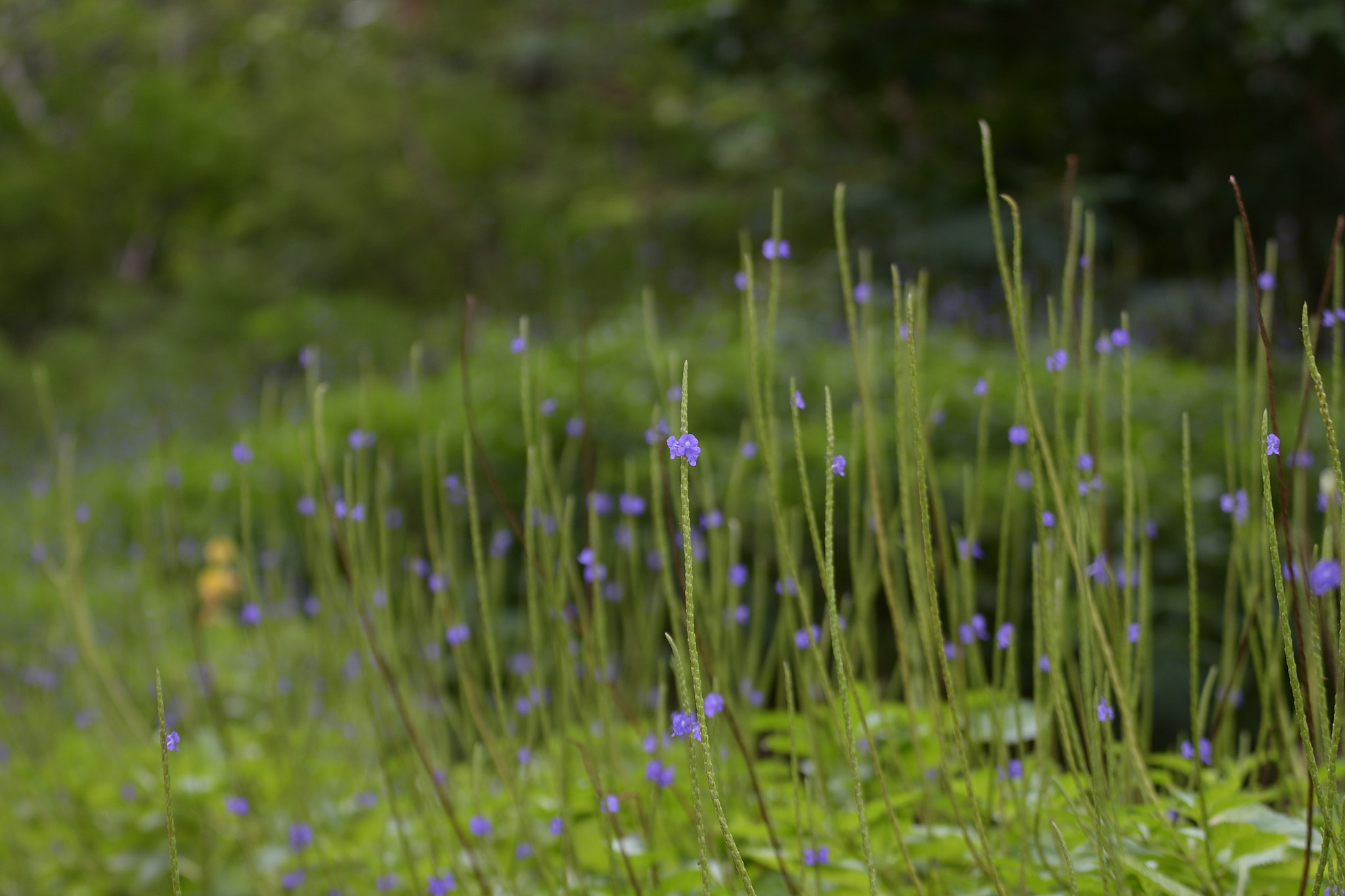 Nikon D3300 + Tamron SP 70-300mm F4-5.6 Di VC USD sample photo. Flores en el bosque photography