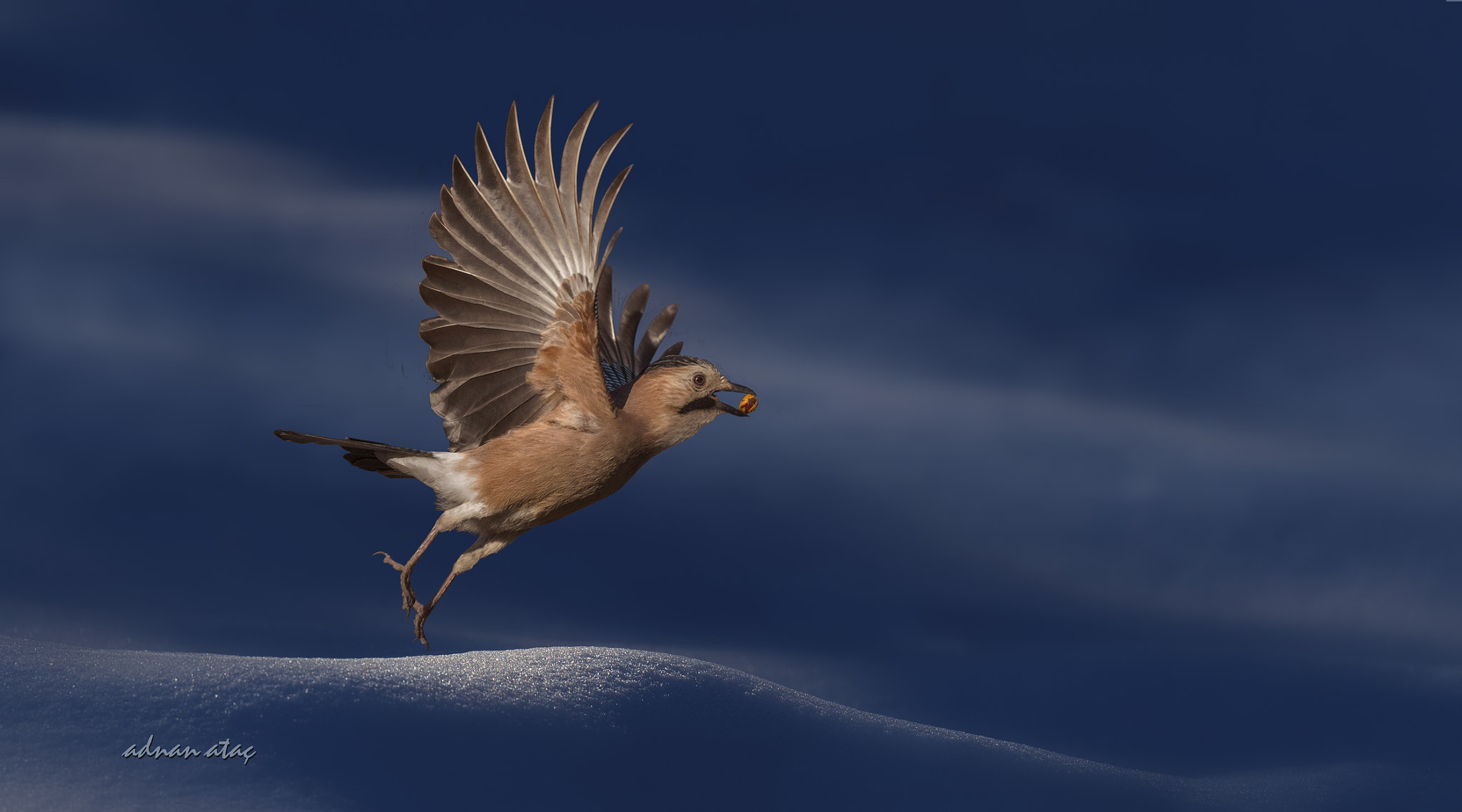 Sigma 150-600mm F5-6.3 DG OS HSM | S sample photo. Alakarga - eurasian jay - garrulus glandarius photography